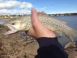 $440,000 | 732 Lots A Luck Lane, Mormon Lake, AZ 86038