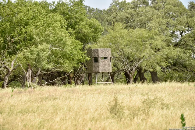 a view of a yard with large trees