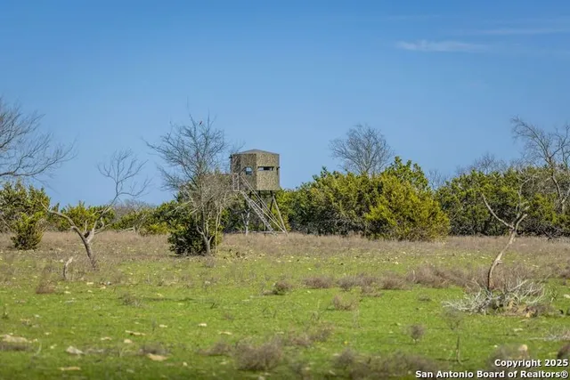 a view of a field with plants and trees