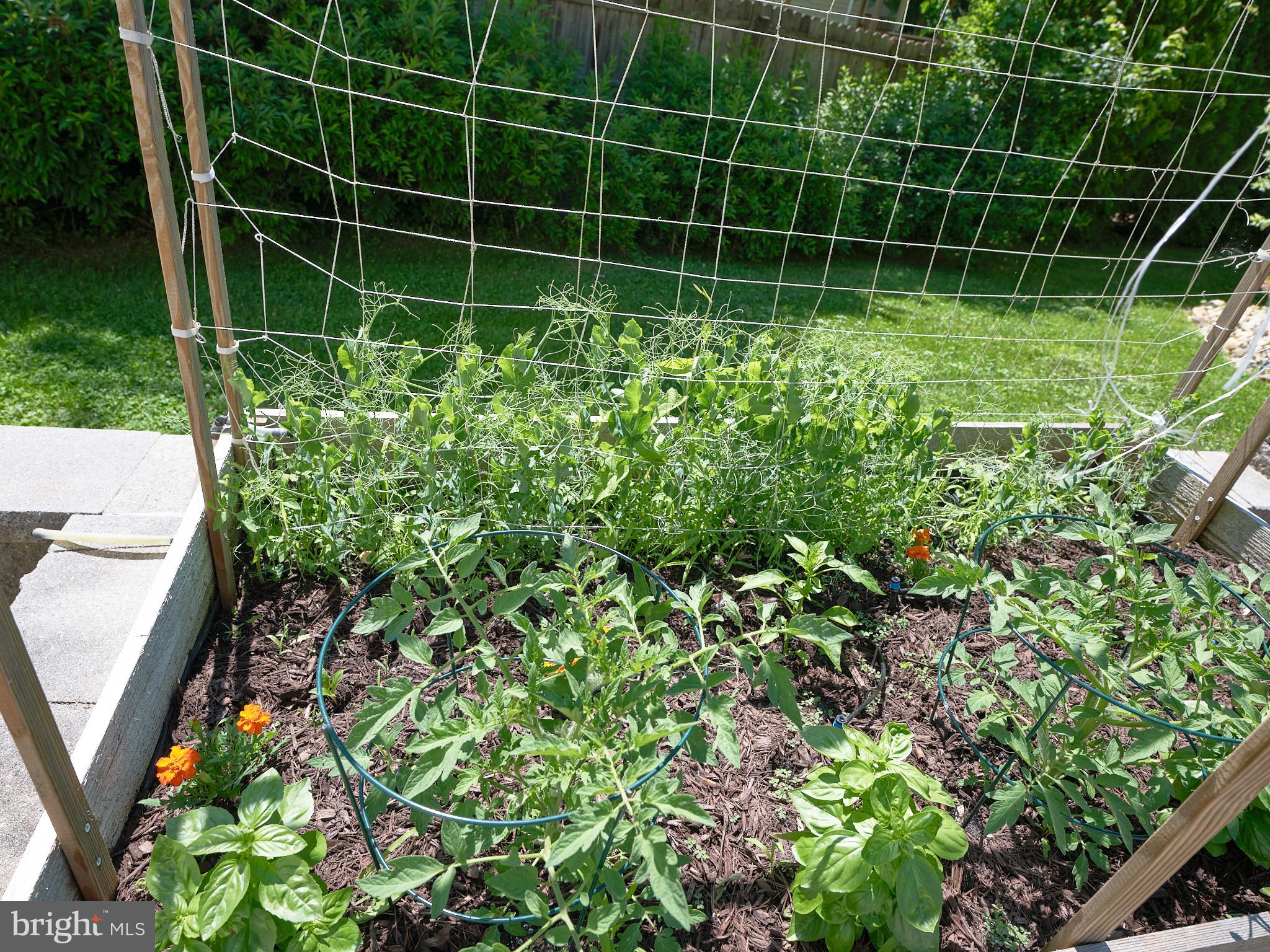 41 Washington Avenue Princeton, NJ 08540 - Photo 33 of 43 Growing fresh herbs and vegetables