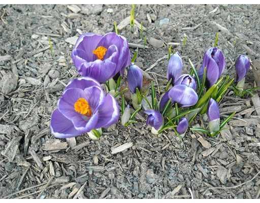 8 Fuller Road Augusta, ME 04330 - Photo 13 of 13 Yard/Garden. Signs of spring