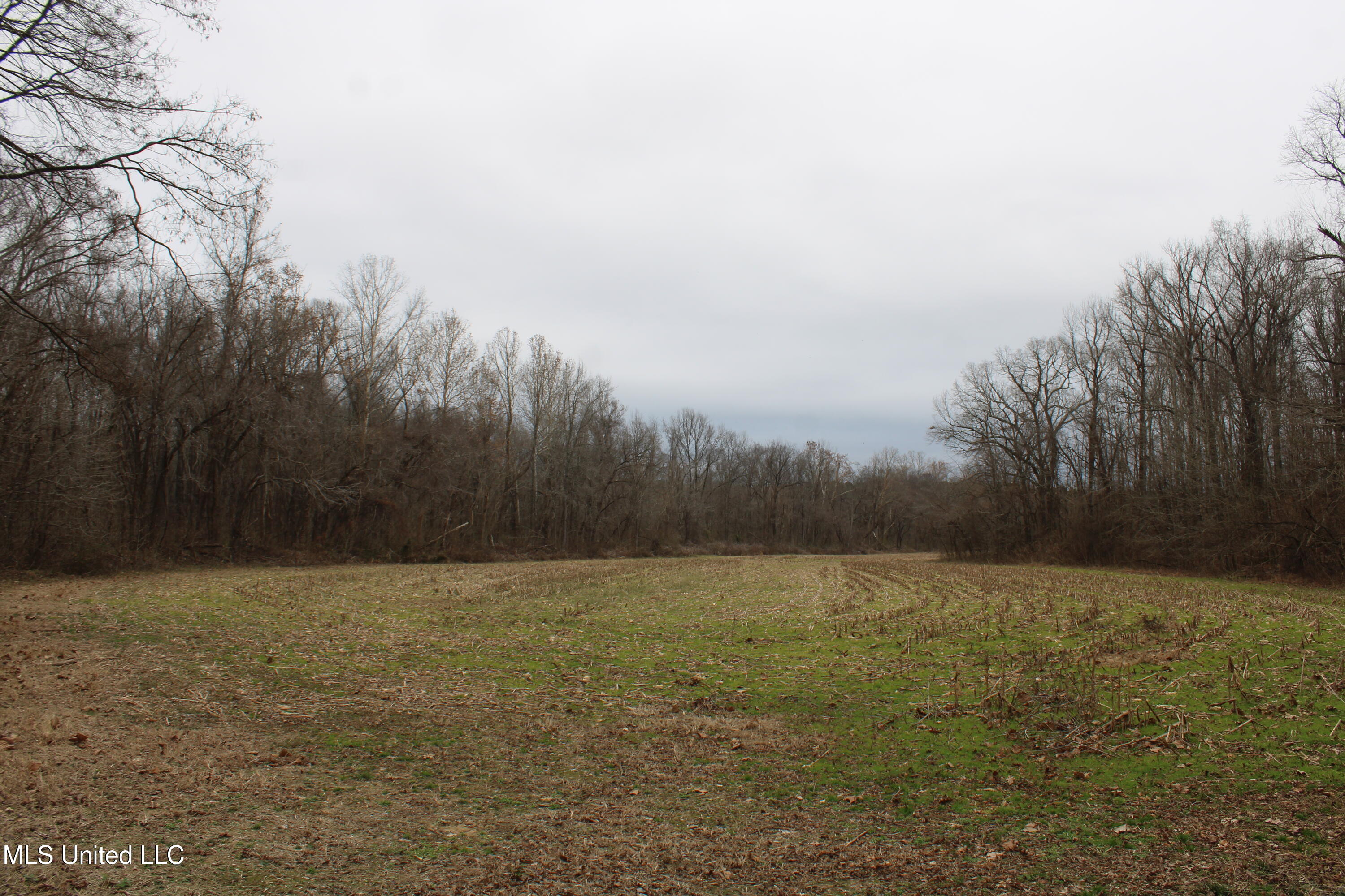 8 Mill Pond Road Lamar, MS 38642 - Photo 76 of 99 IMG_5304