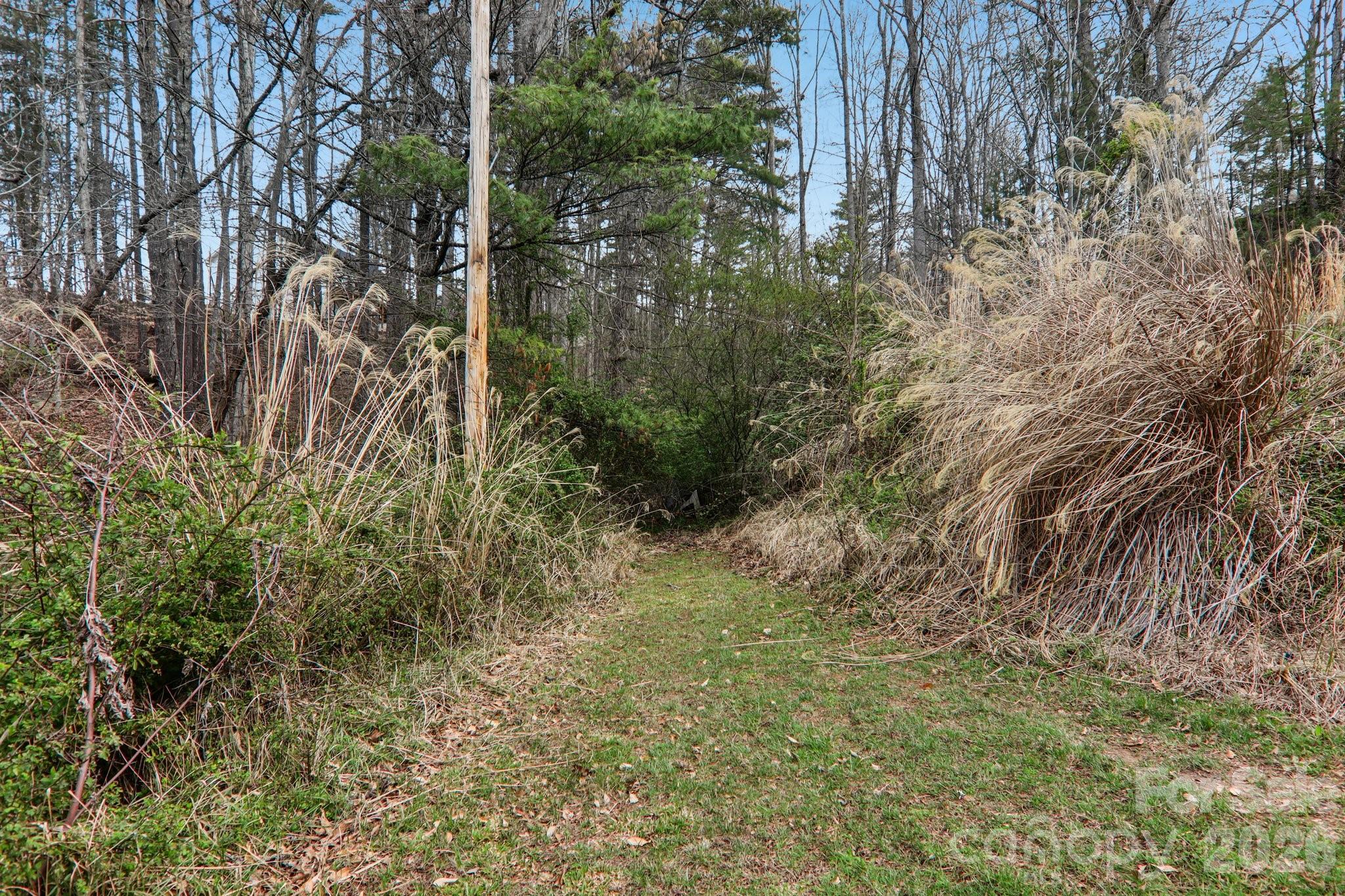 105 Baird Road Mars Hill, NC 28754 - Photo 40 of 48 a view of a yard with plants and large trees