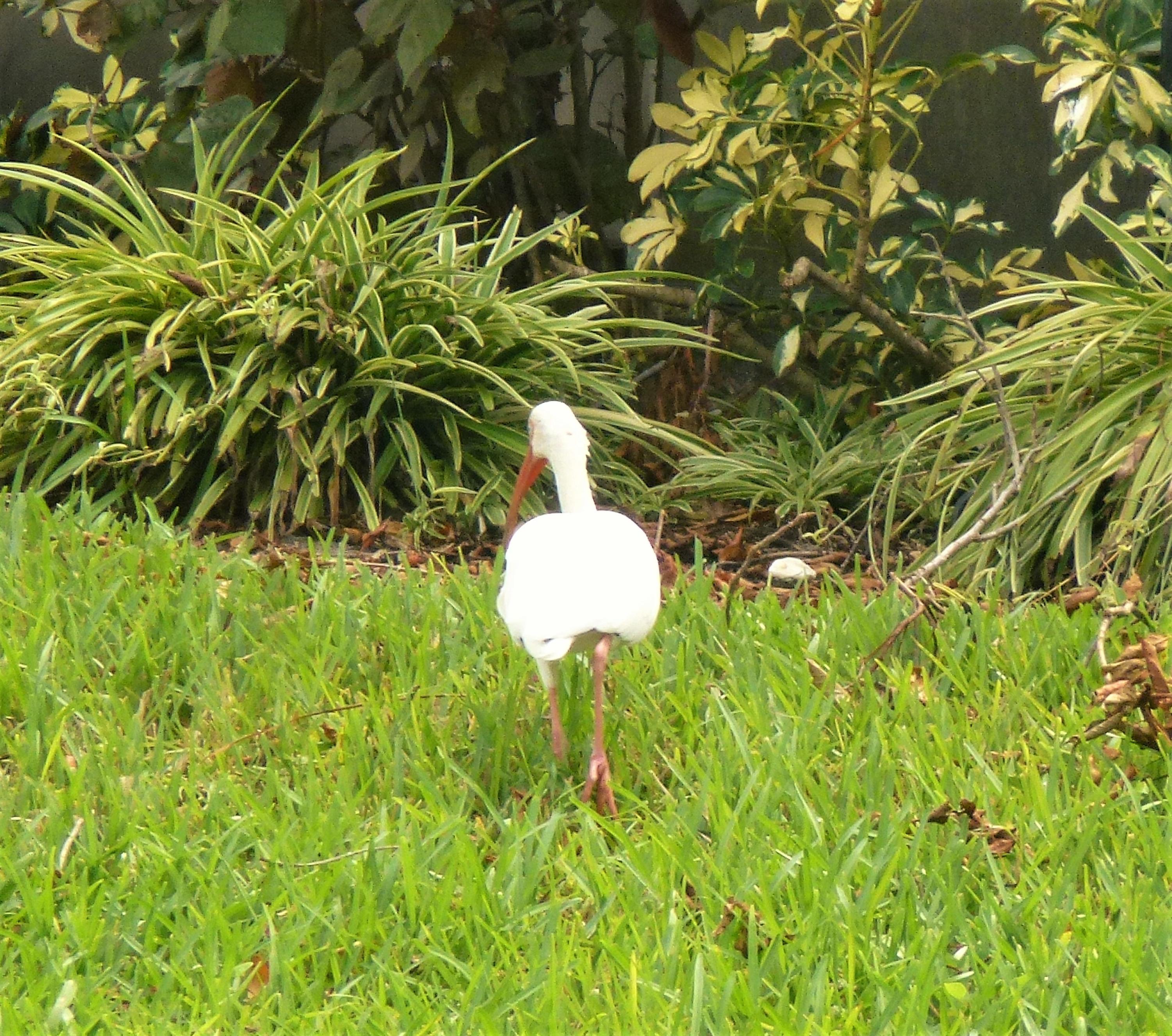 18952 Argosy Drive Boca Raton, FL 33496 - Photo 19 of 27 Bird