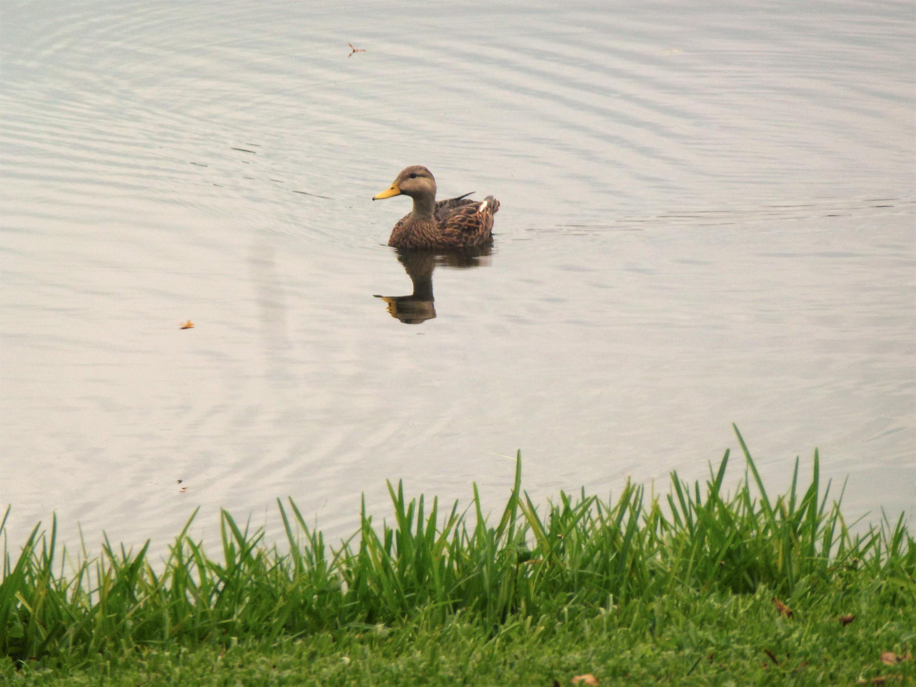 18952 Argosy Drive Boca Raton, FL 33496 - Photo 20 of 27 Duck