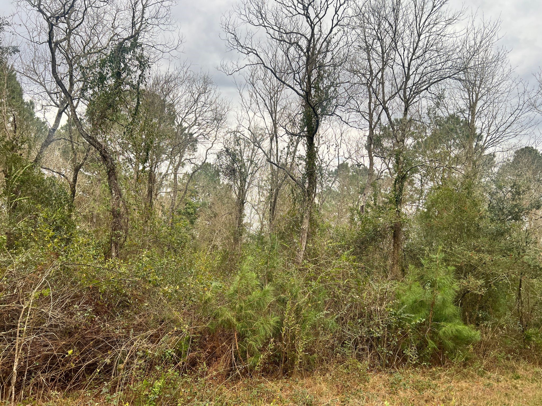 14000 Highway 65 Stowell, TX 77665 - Photo 4 of 6 a view of a yard with a tree