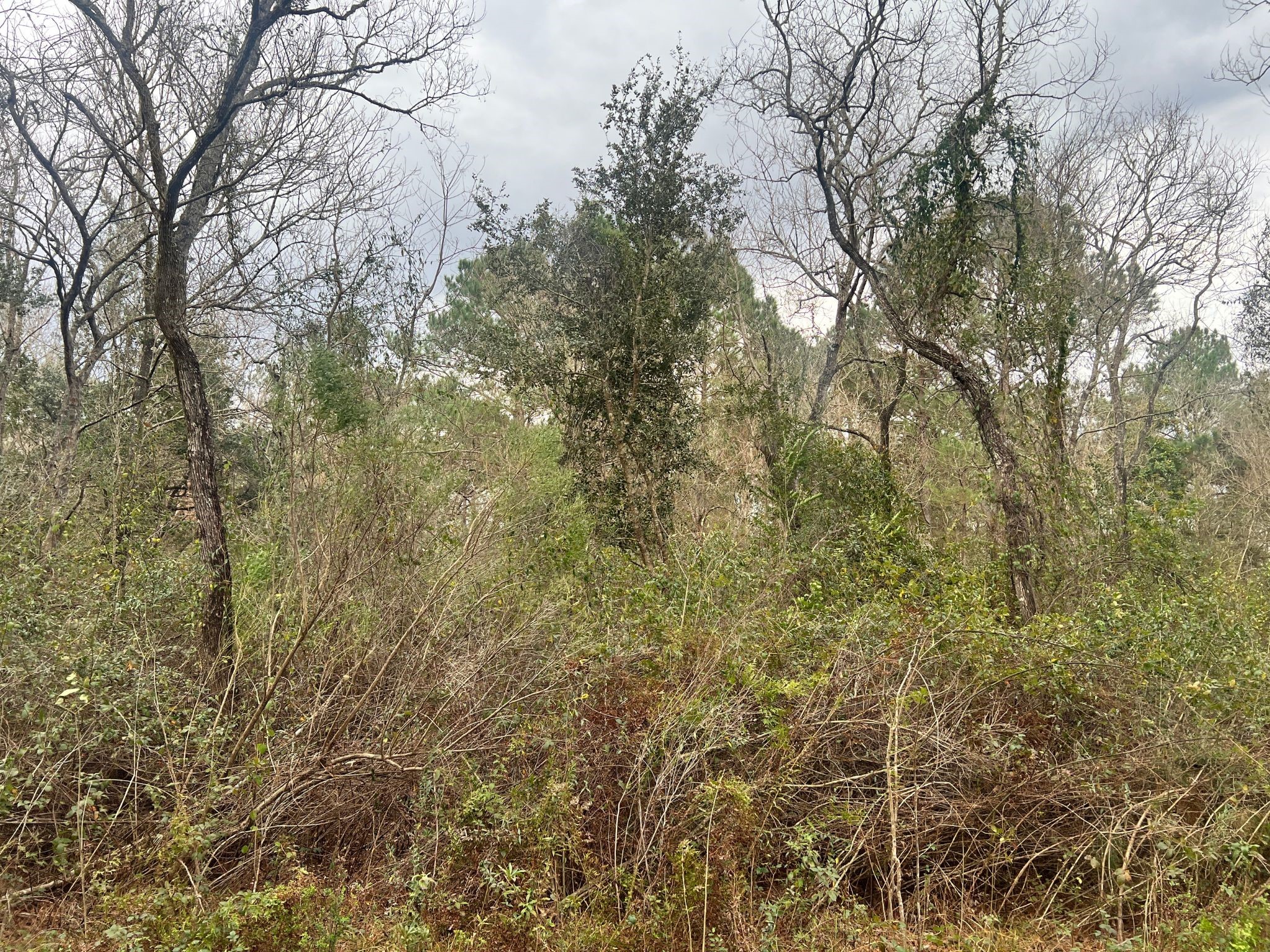 14000 Highway 65 Stowell, TX 77665 - Photo 6 of 6 a view of a yard with large trees