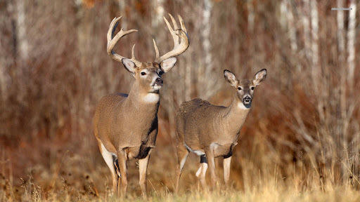 Lot 9 River Road Clinton, ME 04927 - Photo 4 of 4 Deer