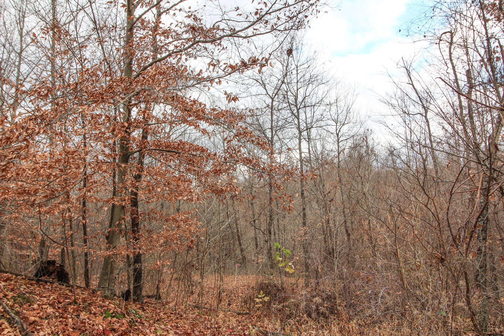 0 Virginia Ridge Road Philo, OH 43771 - Photo 21 of 29 IMG_7610