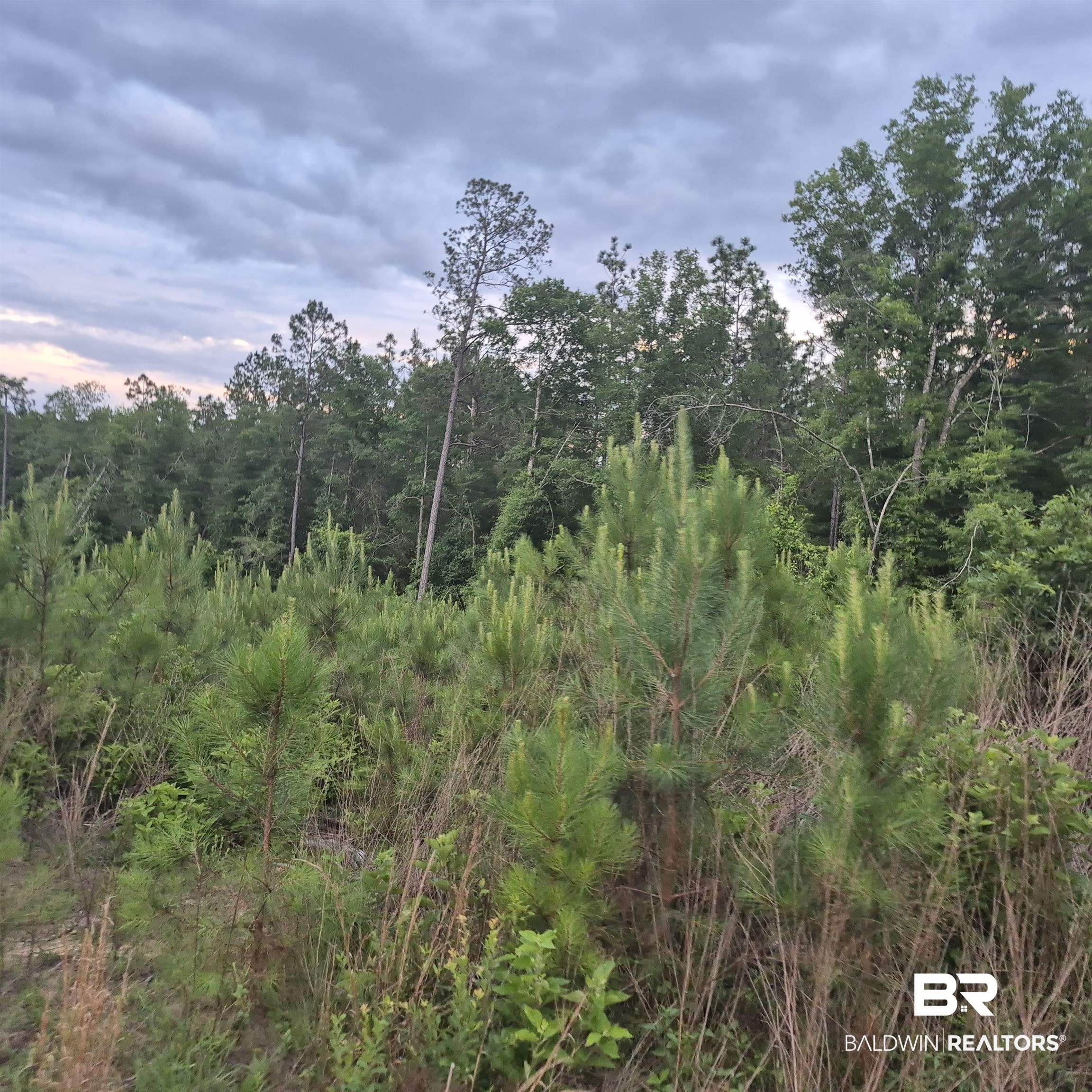 0 Brooklyn Road Evergreen, AL 36401 - Photo 15 of 15