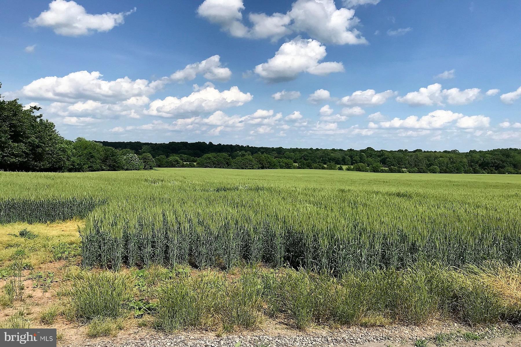 1 Kettle Club Road Culpeper, VA 22701 - Photo 3 of 4 Mostly open crop and pasture. Some woods