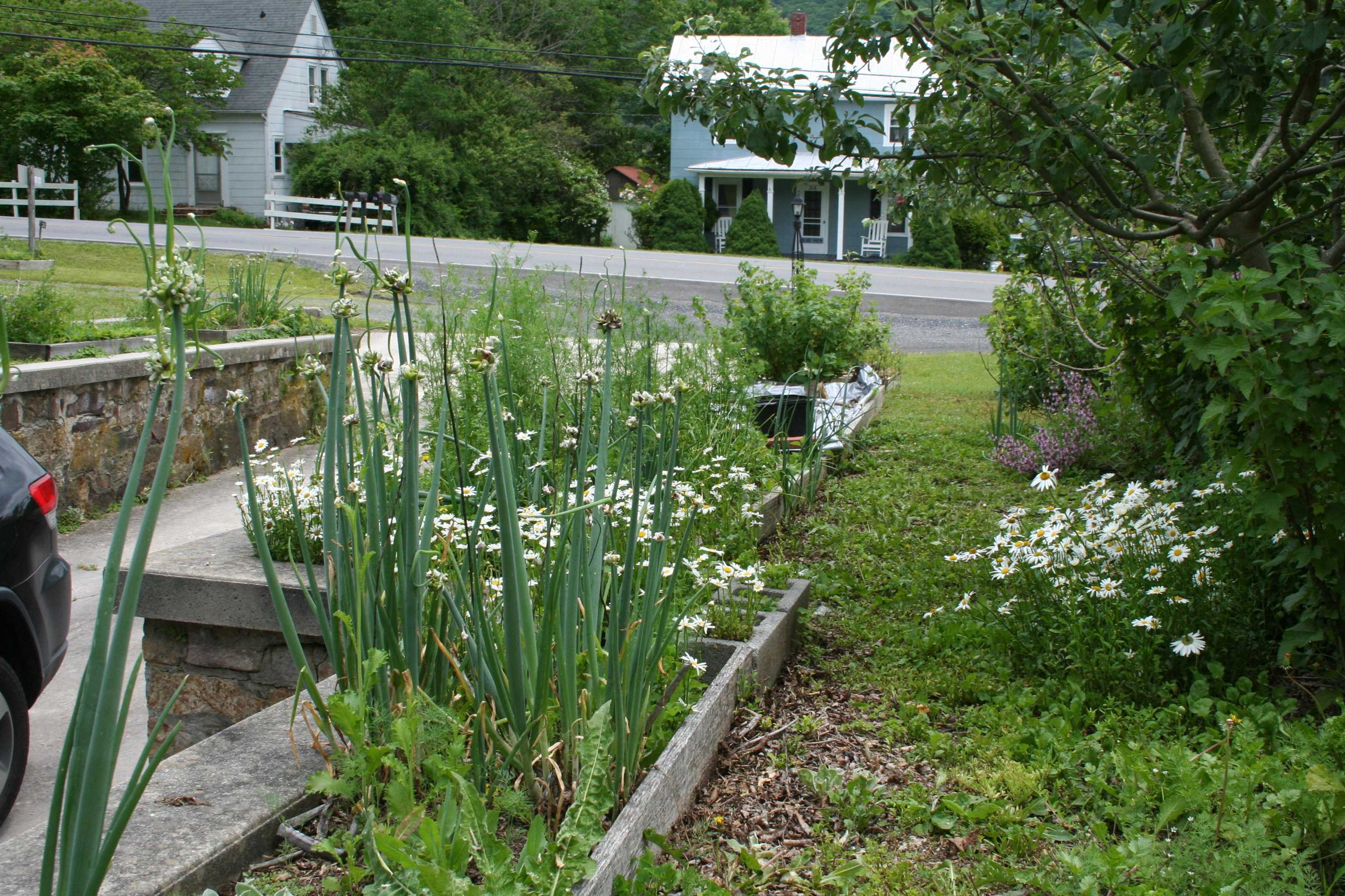 215 Potomac River Road Monterey, VA 24465 - Photo 43 of 43 a view of a garden with plants