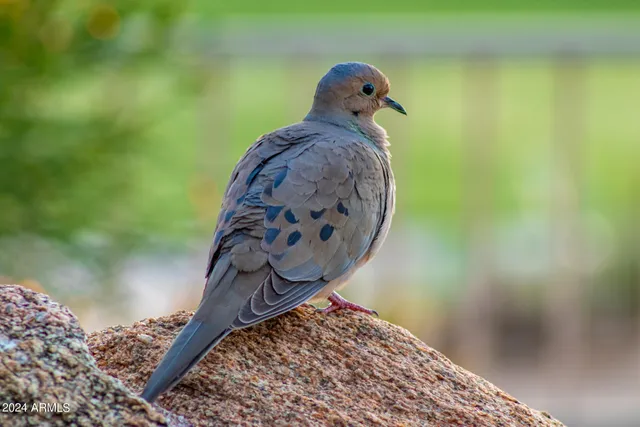 $13,000 | 17220 North 79th Street, Scottsdale, AZ 85255