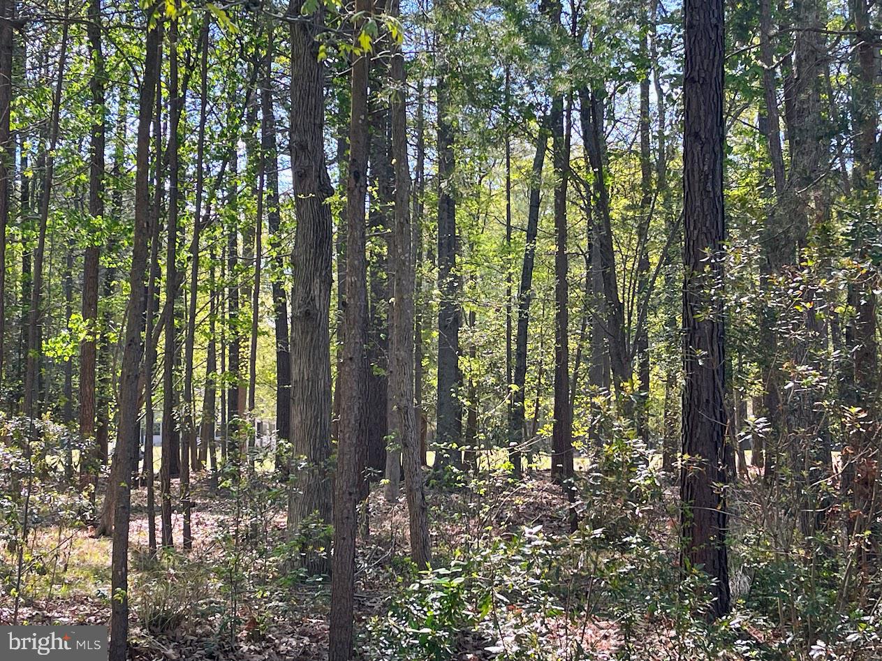 11235 Annabelle Drive Issue, MD 20645 - Photo 2 of 13 a view of outdoor space and green space