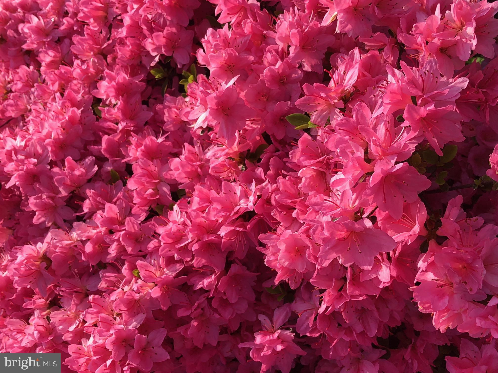 917 Southridge Road Baltimore, MD 21228 - Photo 21 of 25 Gorgeous spring color!