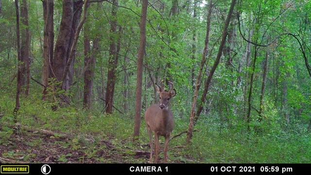 57640 St John Road Quaker City, OH 43773 - Photo 33 of 51 Young Buck-2