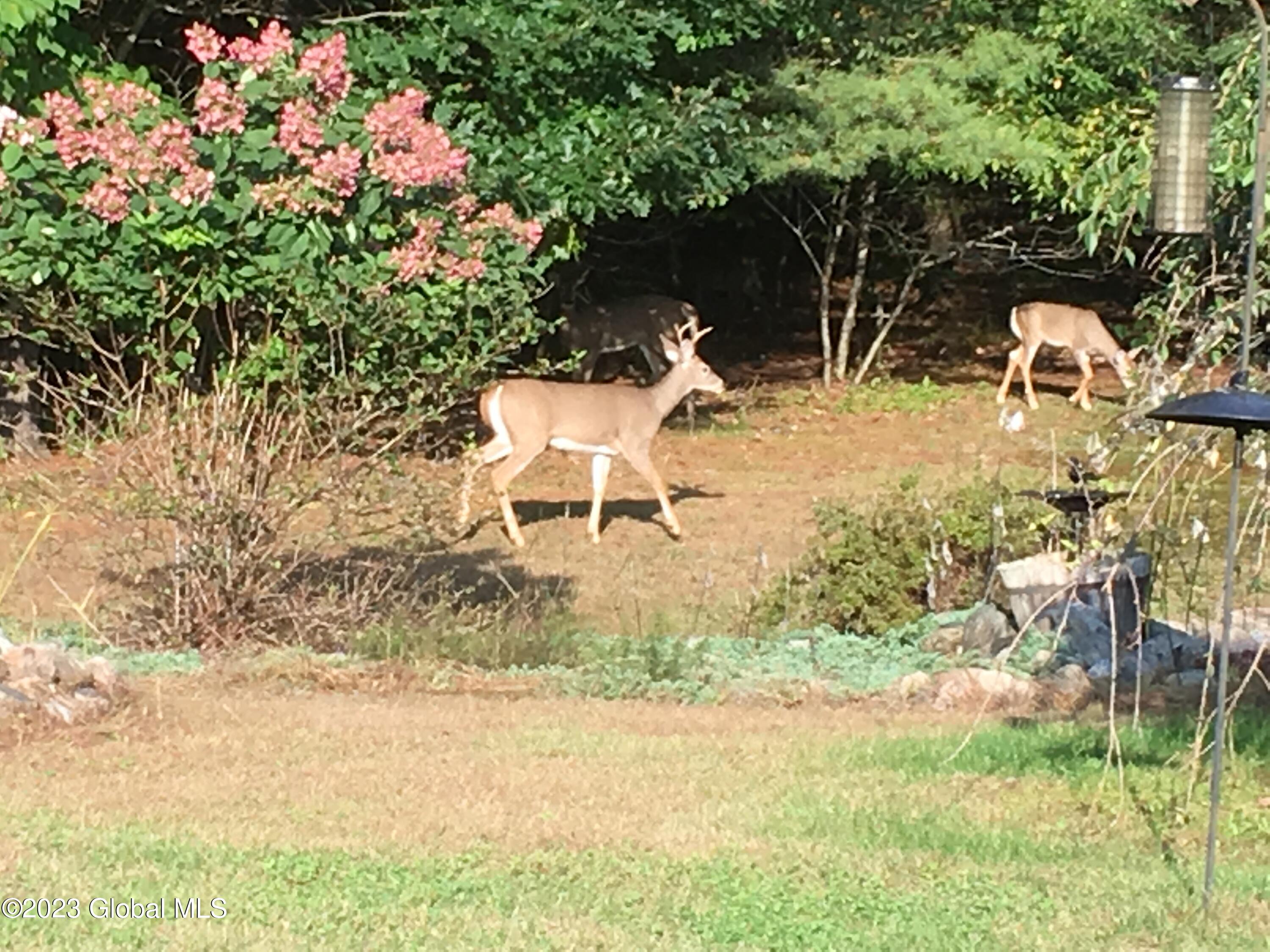 22 Athol Road Thurman, NY 12810 - Photo 34 of 66 Backyard Deer