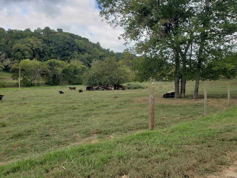 201 Young Hollow Road Pulaski, TN 38478 - Photo 11 of 24 a view of a green field with trees
