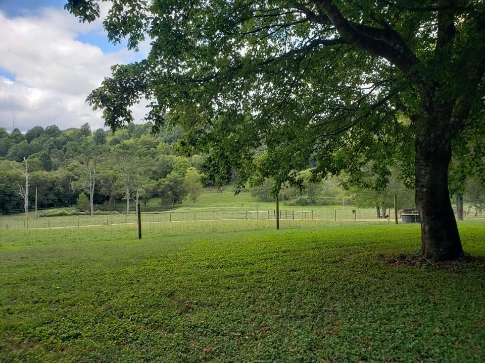 201 Young Hollow Road Pulaski, TN 38478 - Photo 12 of 24 a view of a green field with a tree