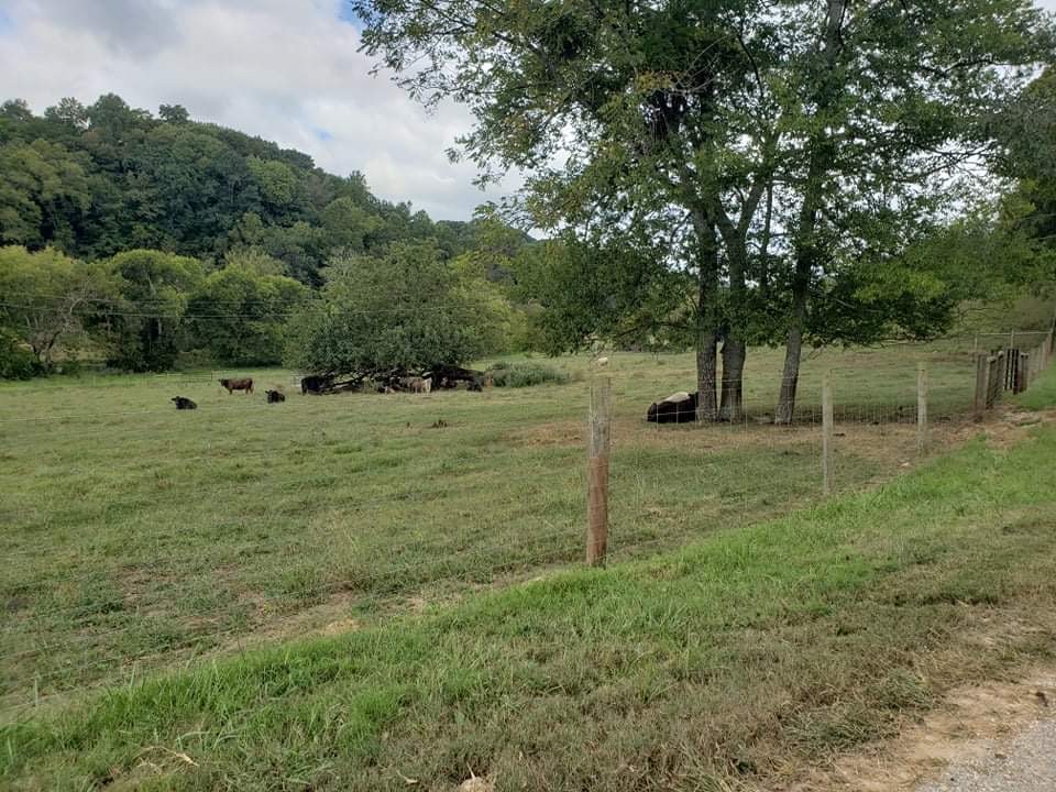 201 Young Hollow Road Pulaski, TN 38478 - Photo 16 of 24 a view of a green field with trees in the background