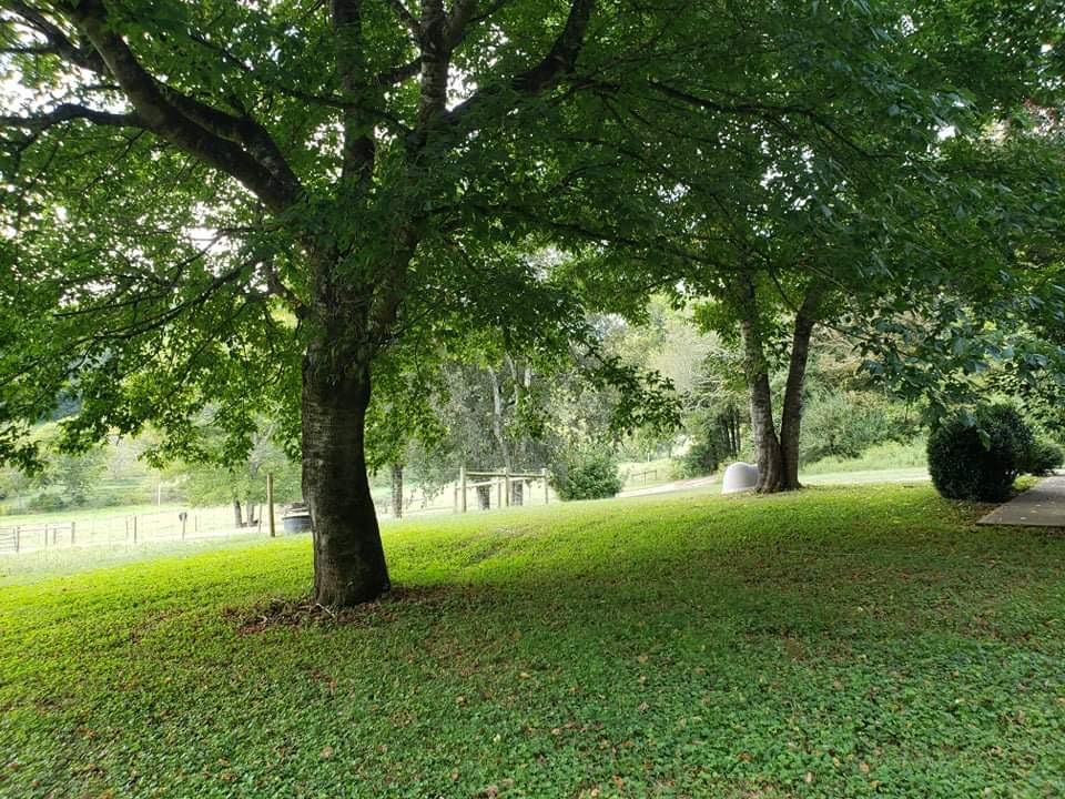 201 Young Hollow Road Pulaski, TN 38478 - Photo 21 of 24 a view of backyard with large trees