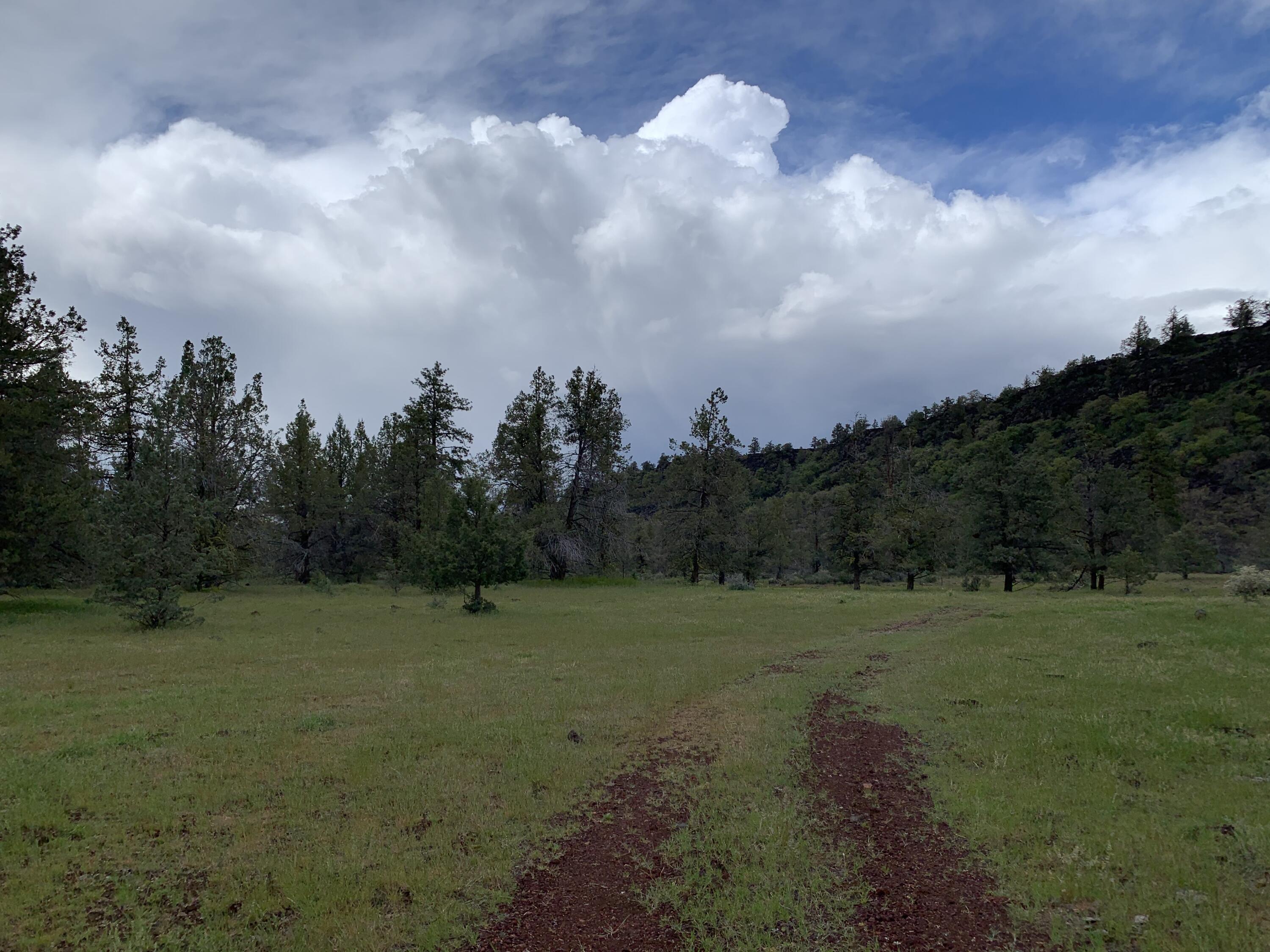 0 Pitville Road McArthur, CA 96056 - Photo 9 of 12 a view of a field with trees in the background