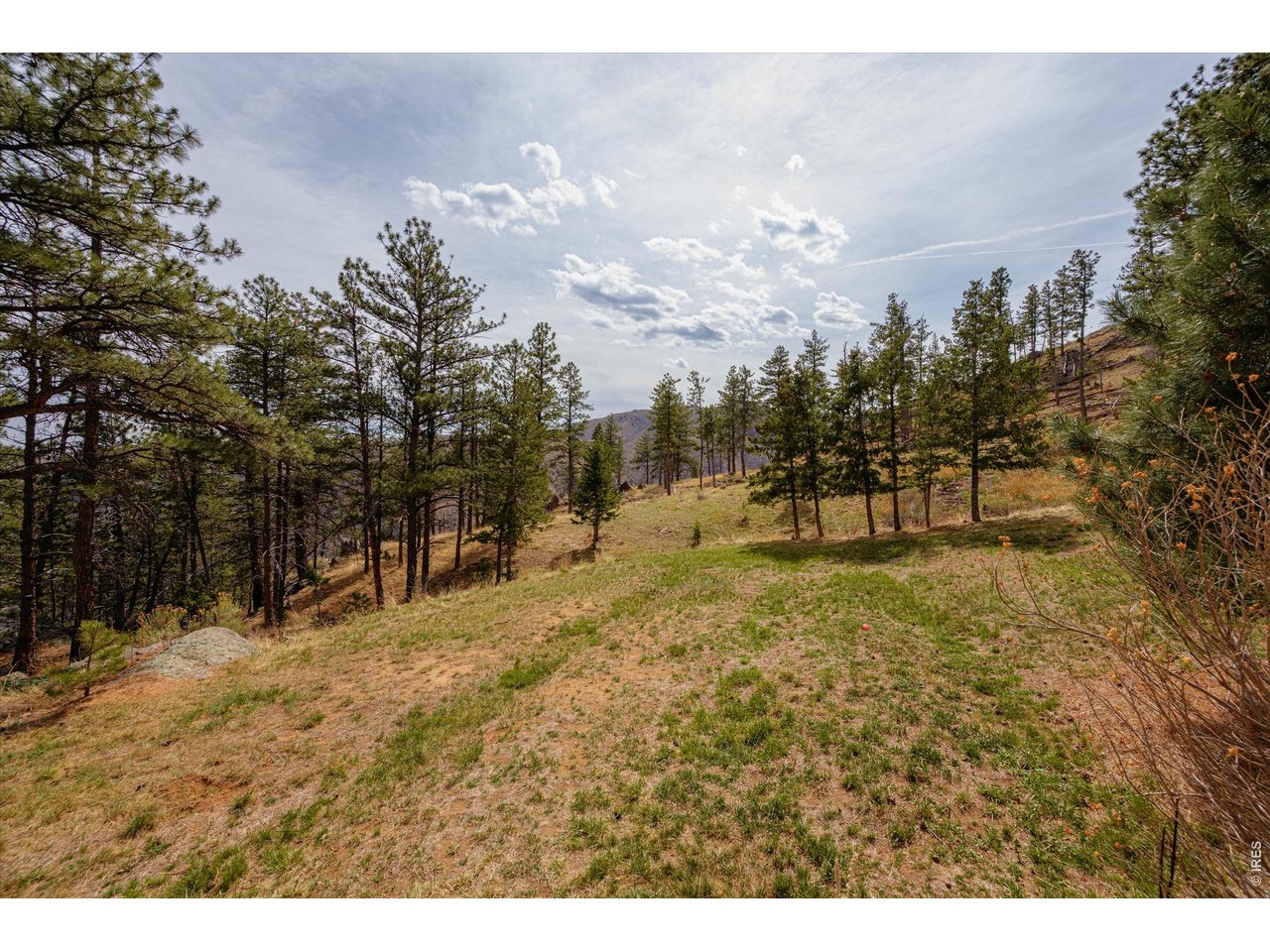 842 Unger Mountain Road Bellvue, CO 80512 - Photo 30 of 45 a view of outdoor space with trees