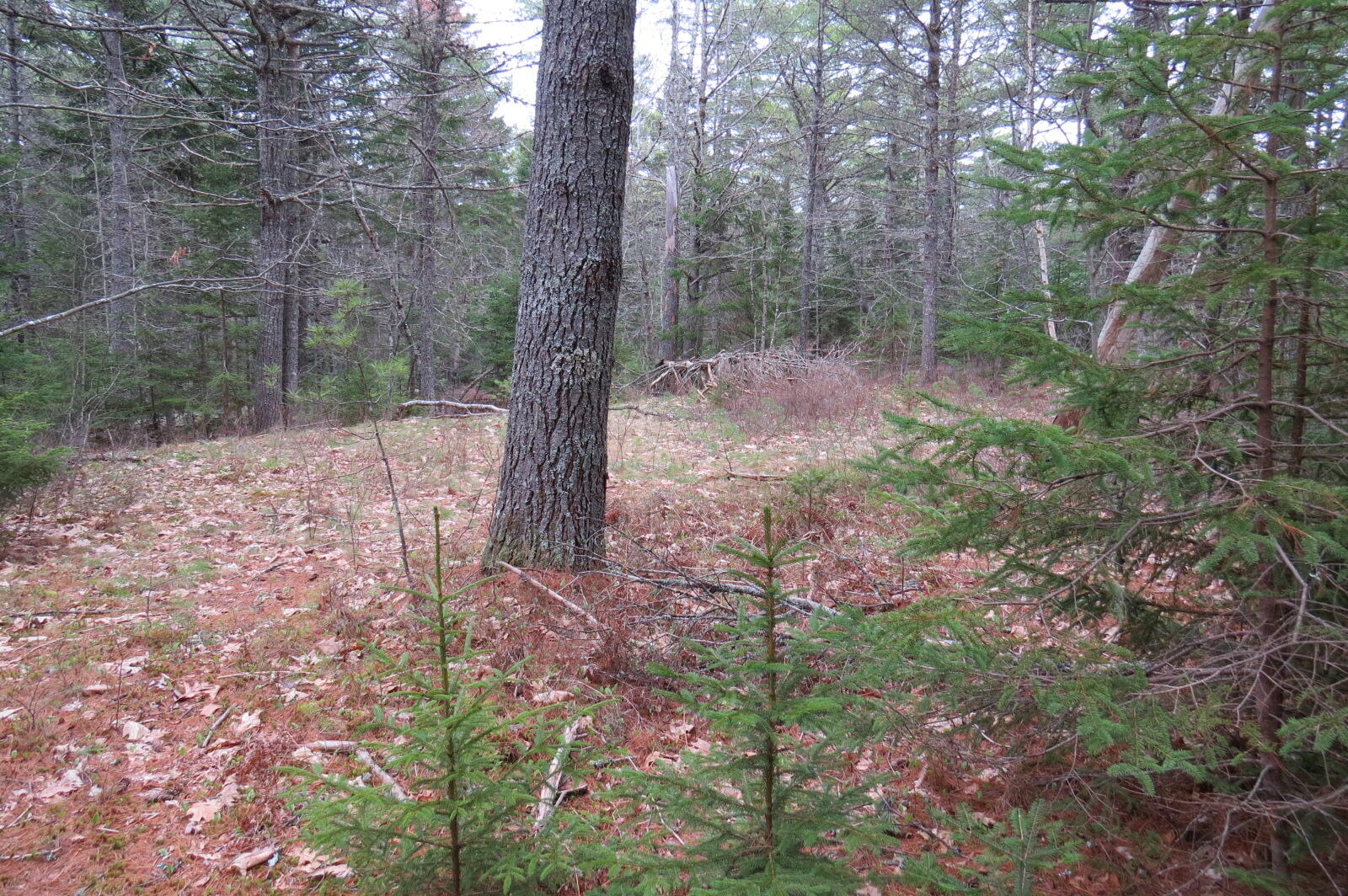 23 Porcupine Road Sullivan, ME 04664 - Photo 14 of 27 IMG_0197
