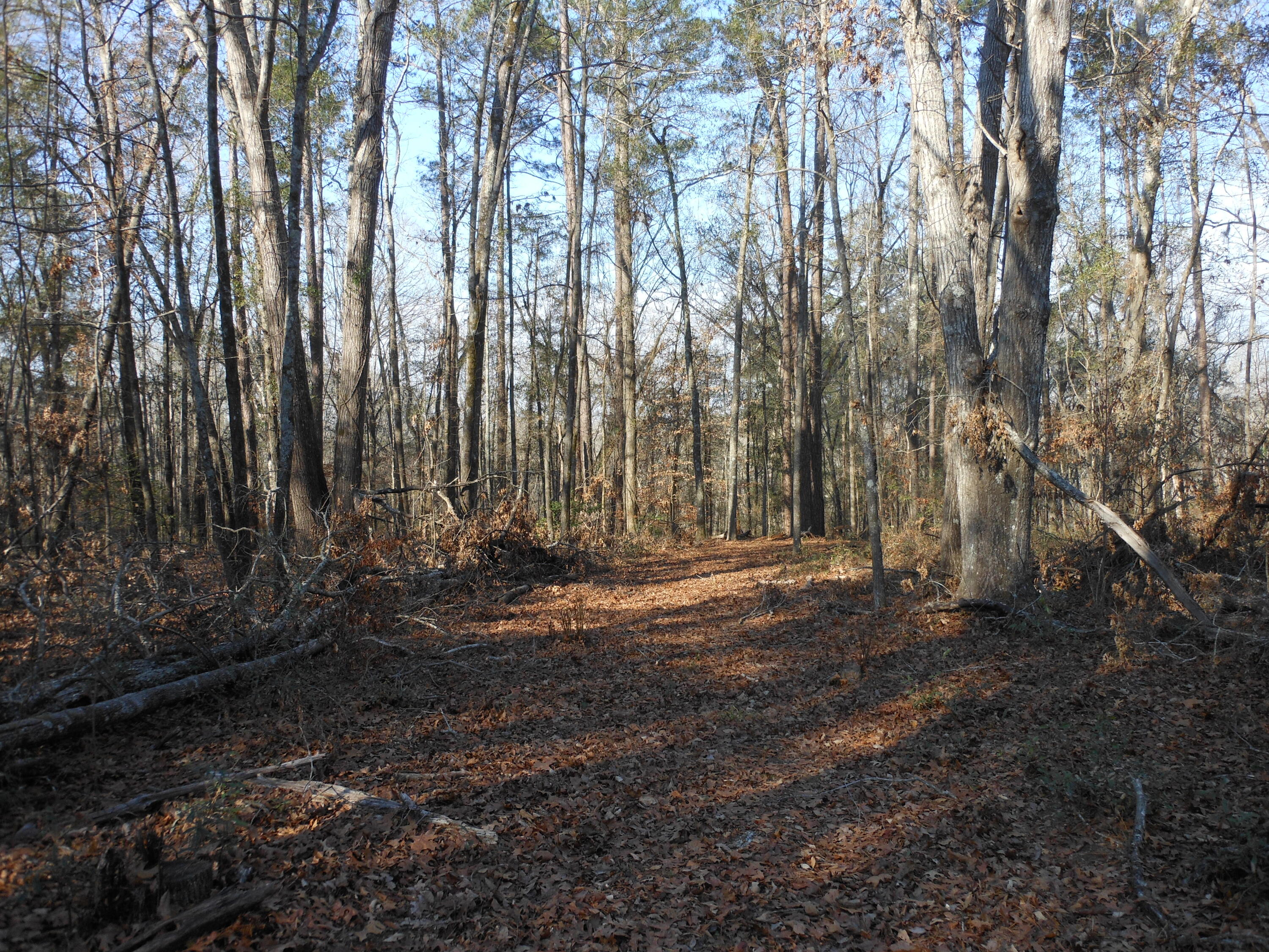 0 Ponderosa Road Waynesboro, GA 30830 - Photo 25 of 45 DSCN0456