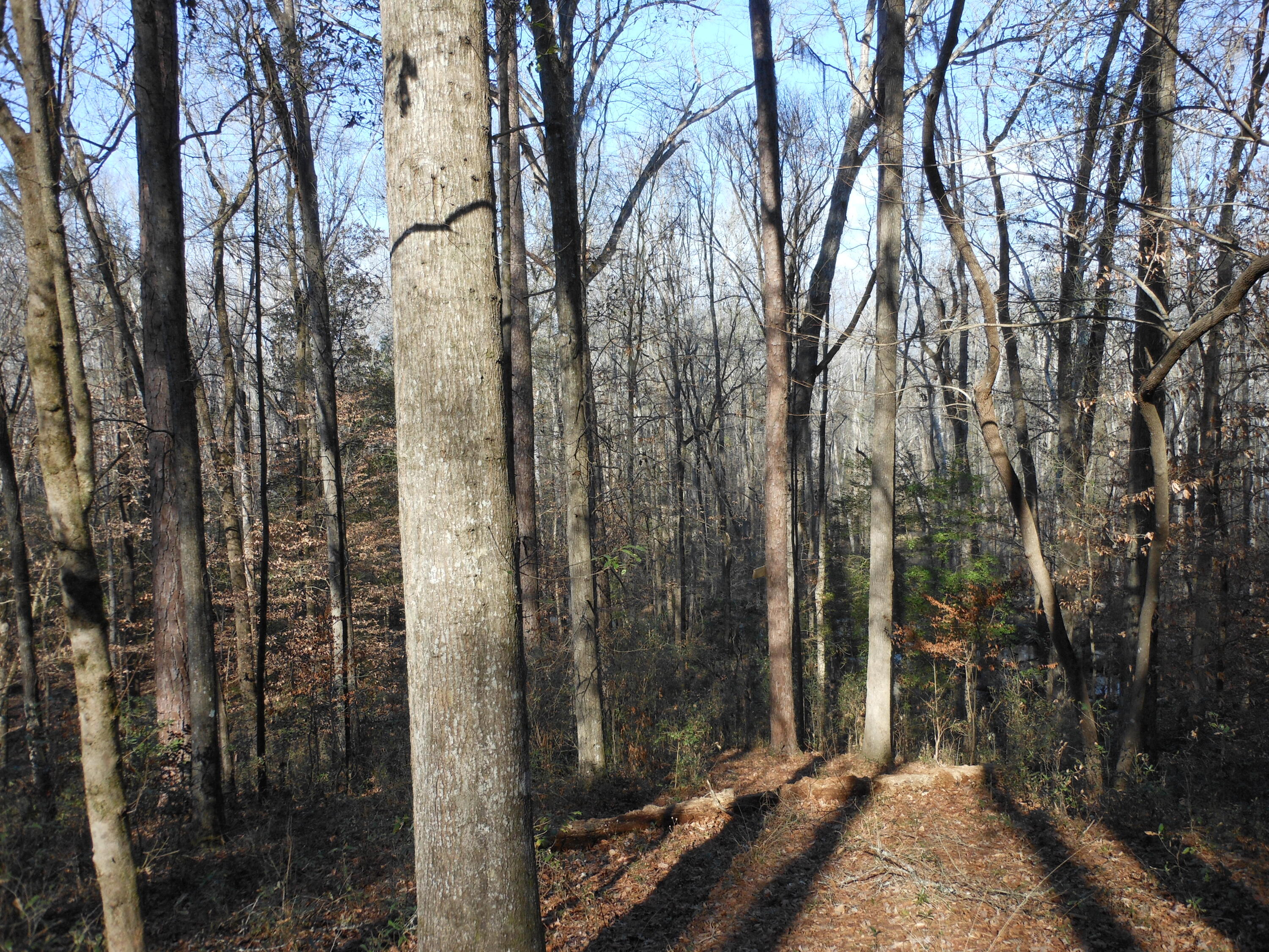 0 Ponderosa Road Waynesboro, GA 30830 - Photo 26 of 45 DSCN0457