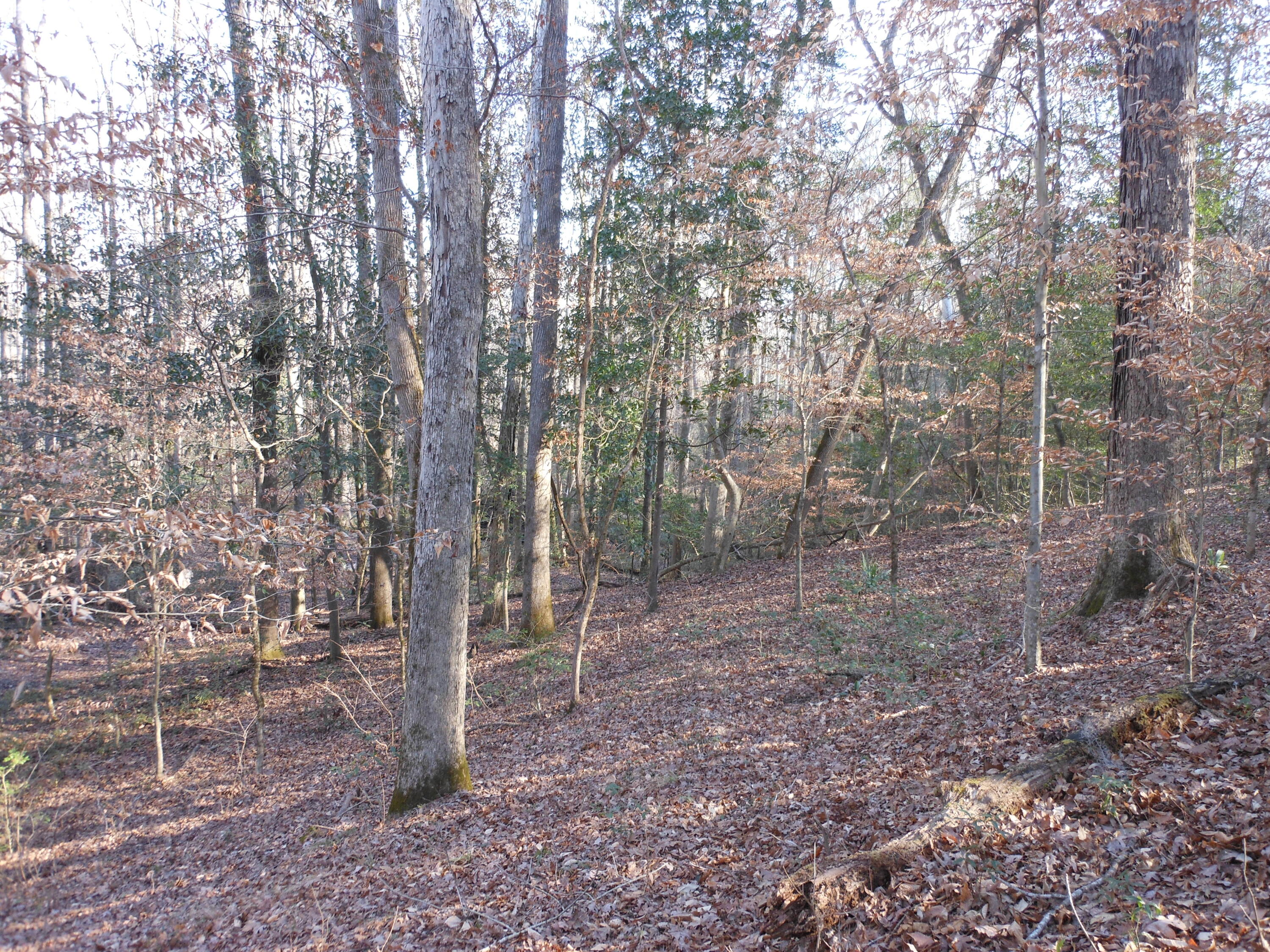 0 Ponderosa Road Waynesboro, GA 30830 - Photo 27 of 45 DSCN0458