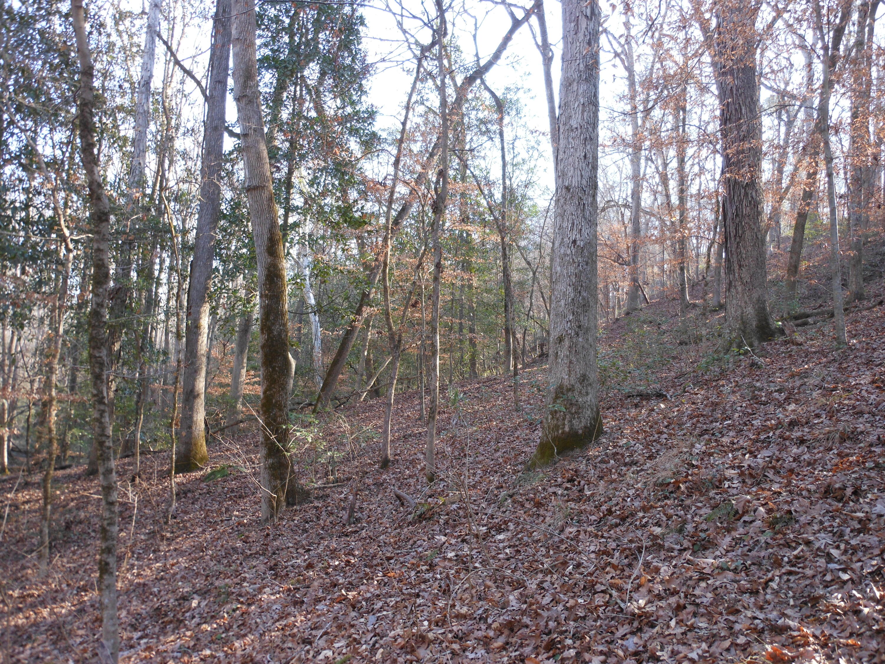 0 Ponderosa Road Waynesboro, GA 30830 - Photo 28 of 45 DSCN0459