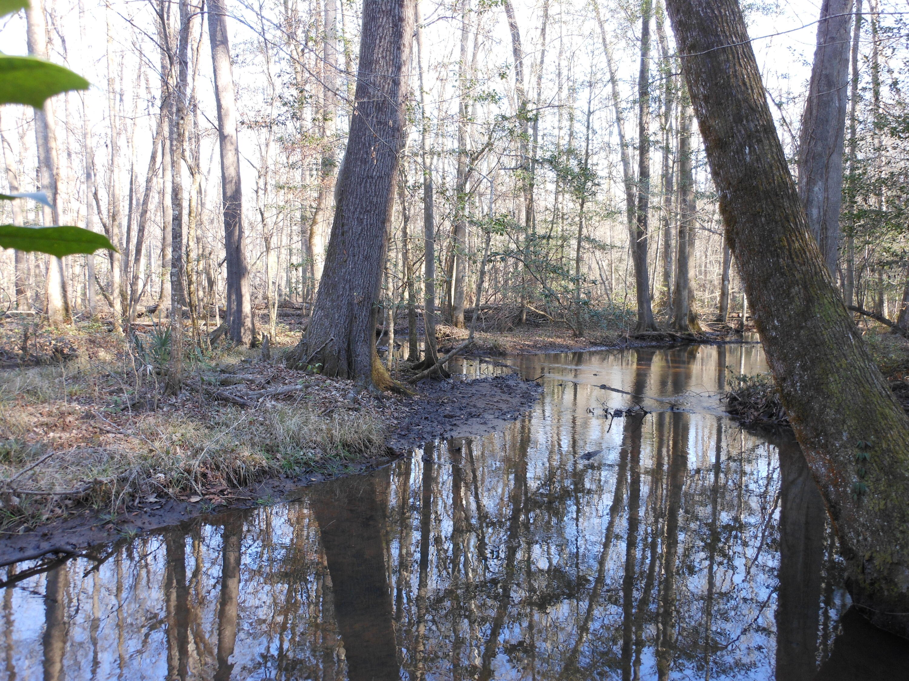 0 Ponderosa Road Waynesboro, GA 30830 - Photo 29 of 45 DSCN0460