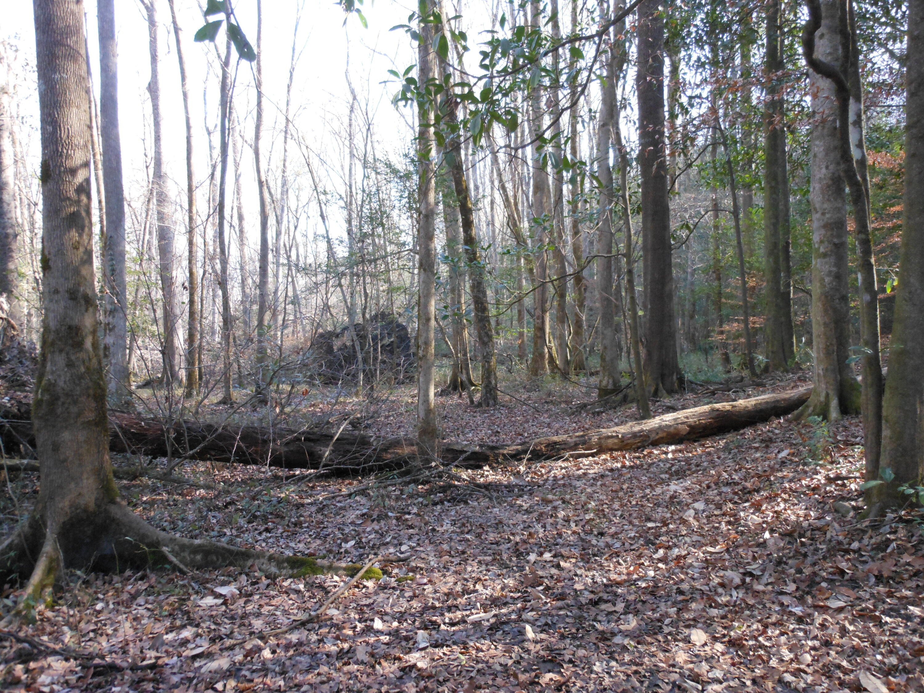 0 Ponderosa Road Waynesboro, GA 30830 - Photo 30 of 45 DSCN0461