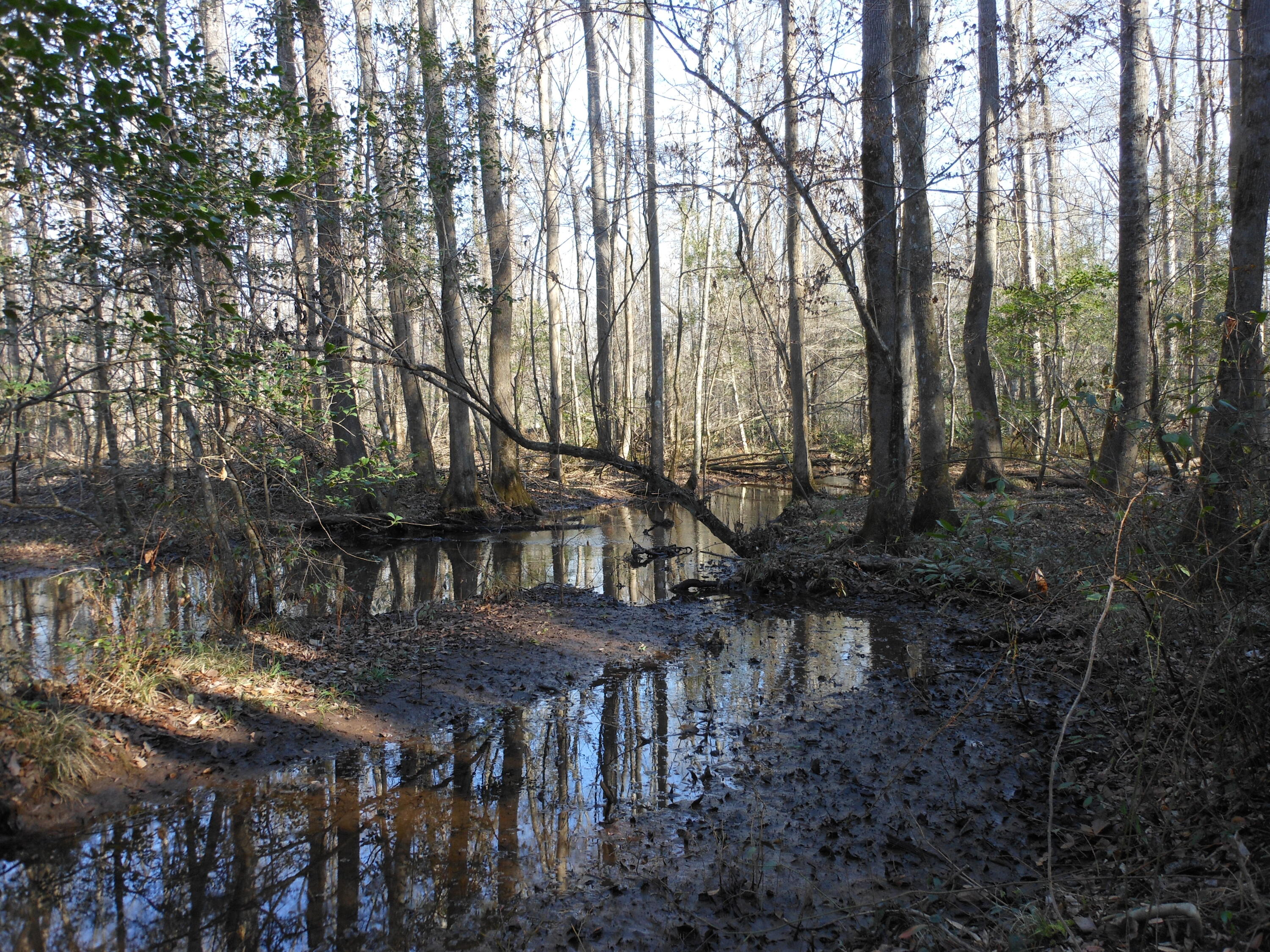 0 Ponderosa Road Waynesboro, GA 30830 - Photo 31 of 45 DSCN0462