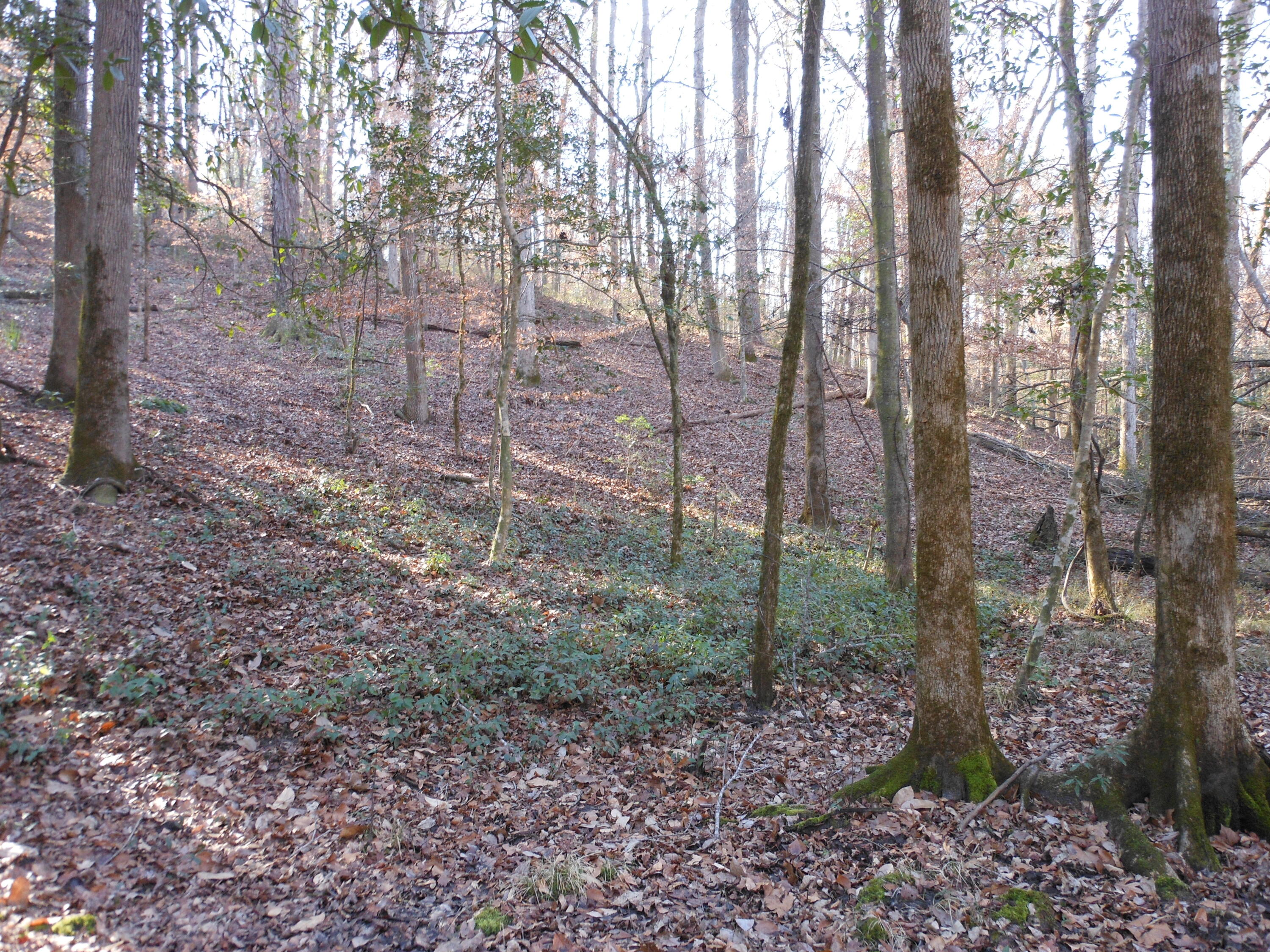 0 Ponderosa Road Waynesboro, GA 30830 - Photo 33 of 45 DSCN0464