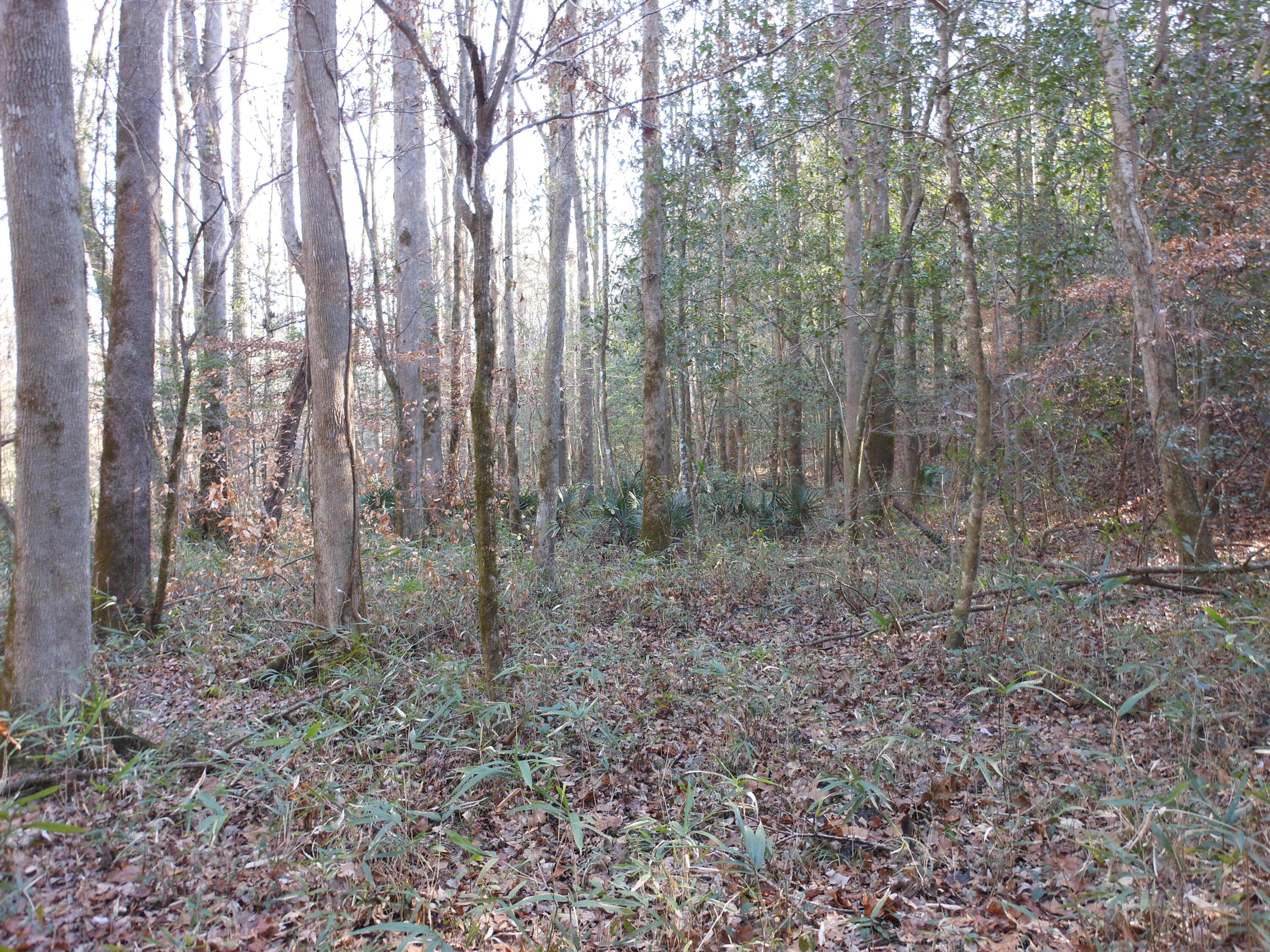 0 Ponderosa Road Waynesboro, GA 30830 - Photo 34 of 45 DSCN0465