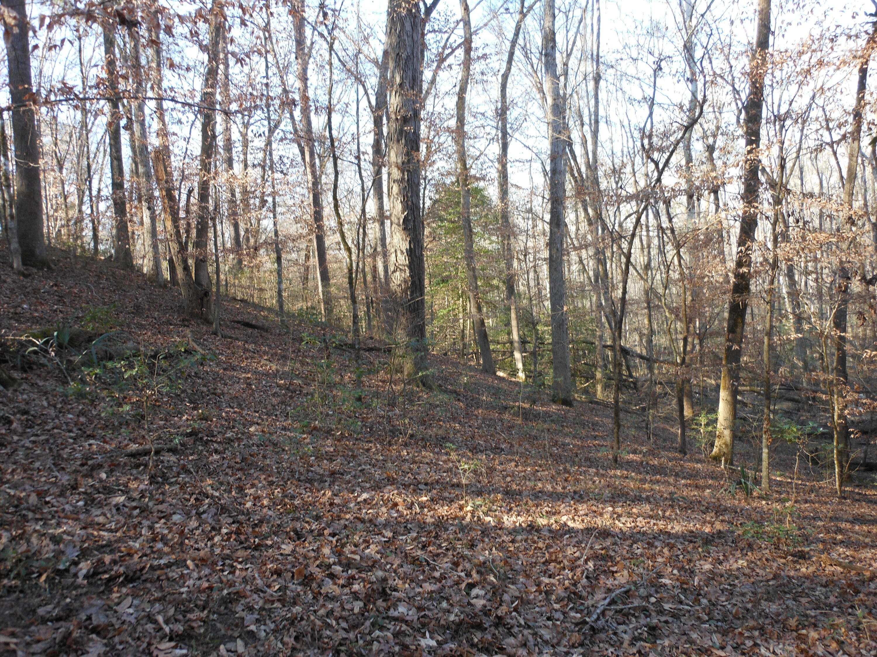 0 Ponderosa Road Waynesboro, GA 30830 - Photo 35 of 45 DSCN0466