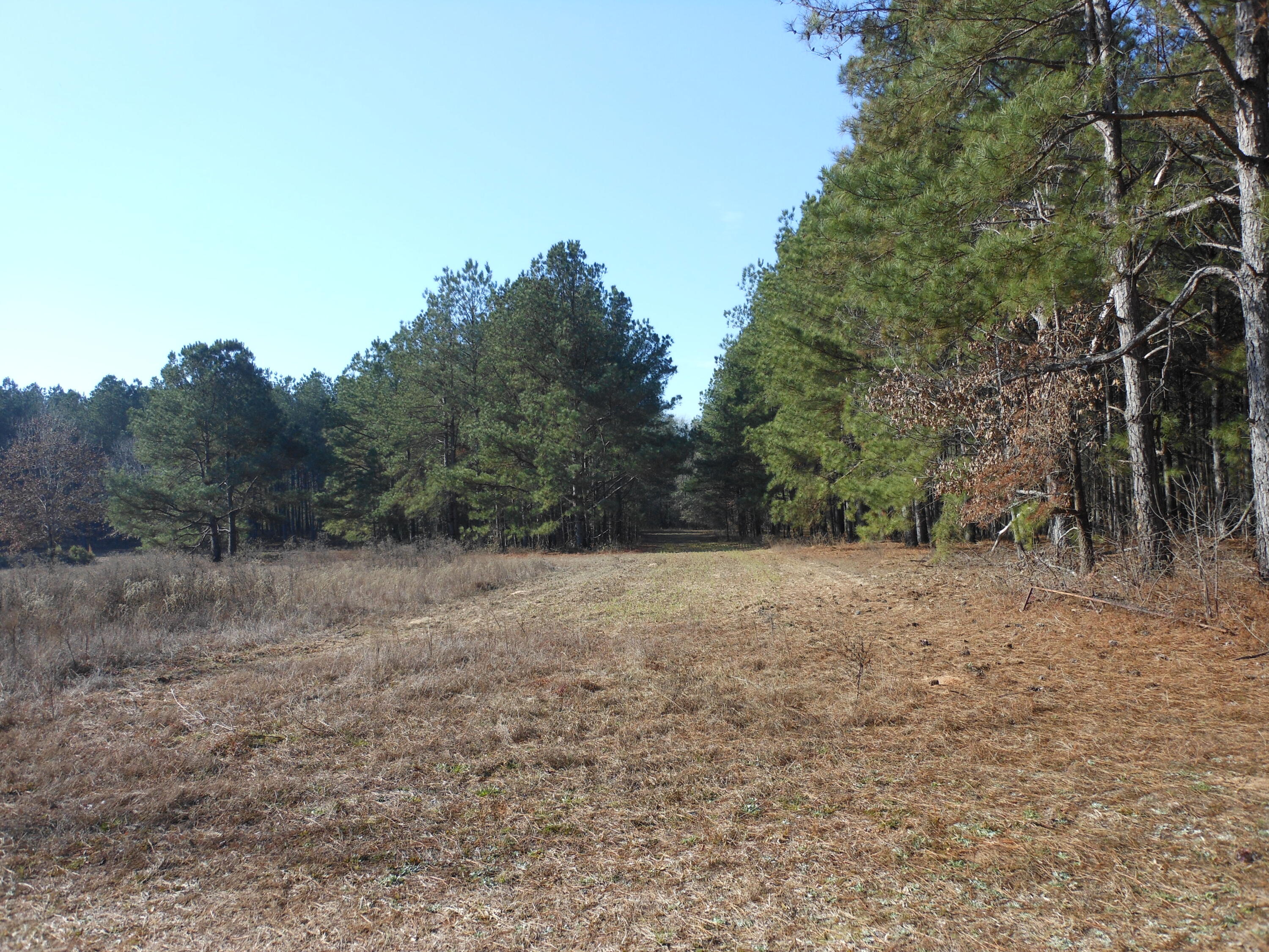 0 Ponderosa Road Waynesboro, GA 30830 - Photo 37 of 45 DSCN0468