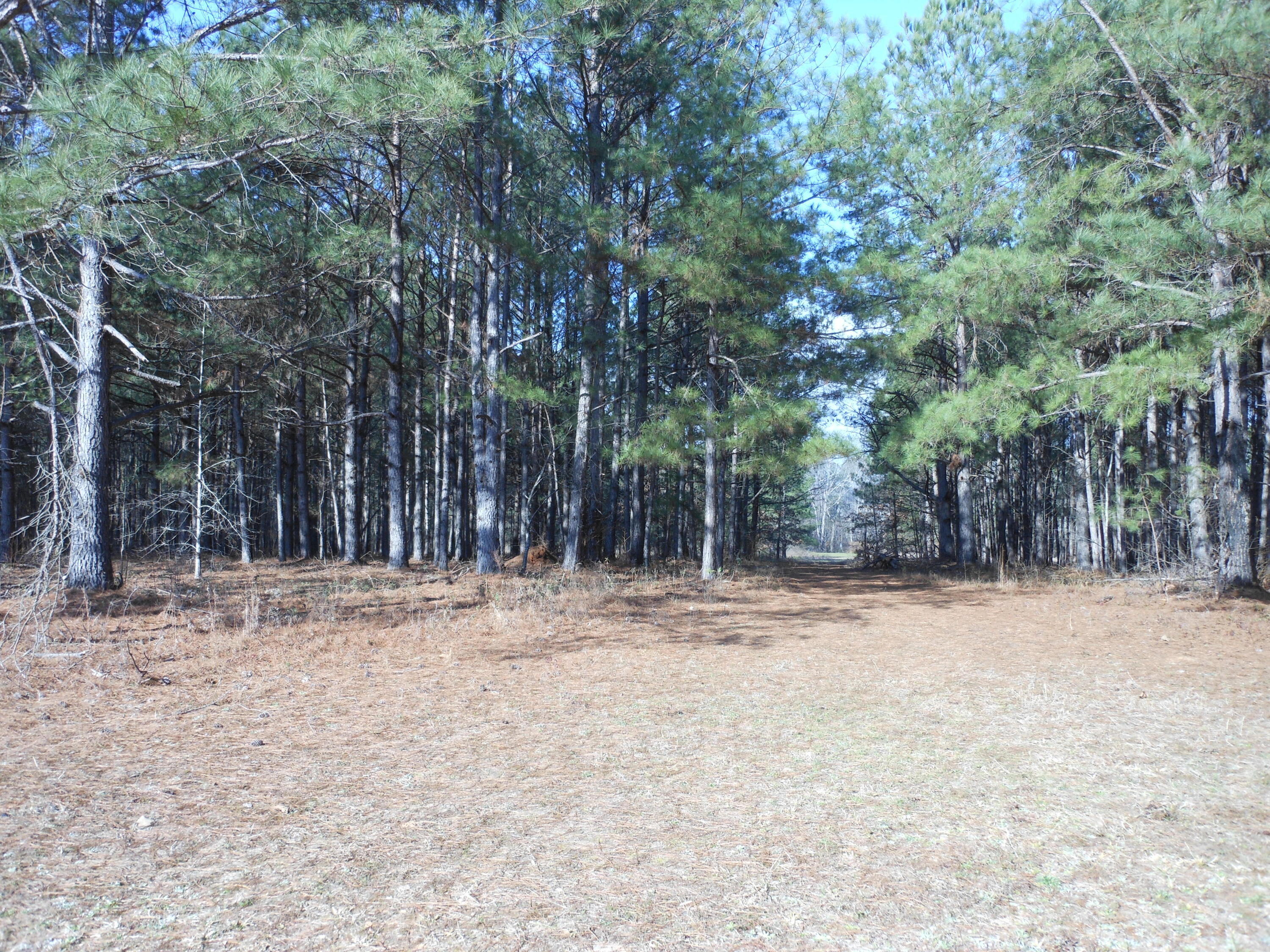 0 Ponderosa Road Waynesboro, GA 30830 - Photo 39 of 45 DSCN0470