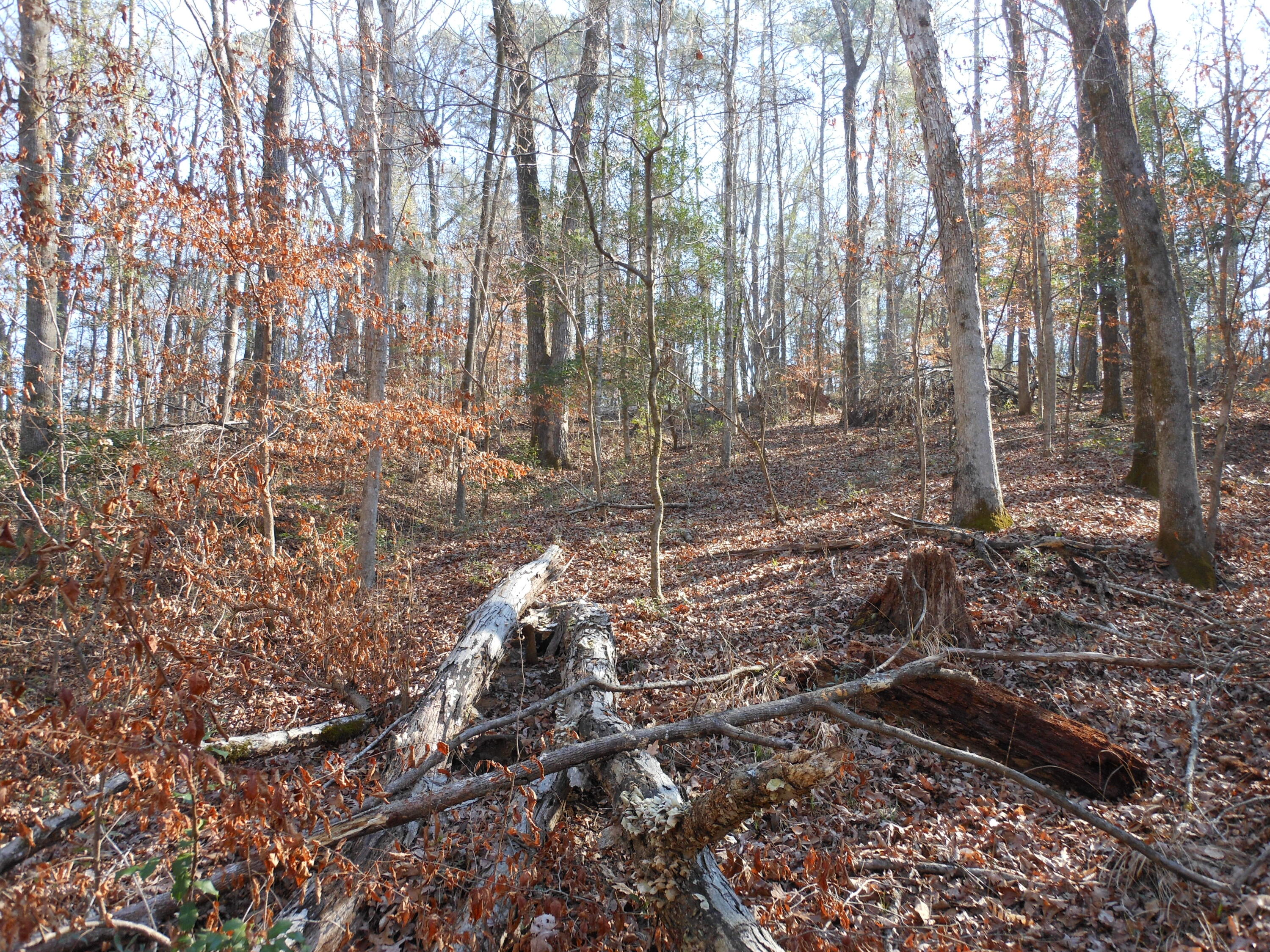 0 Ponderosa Road Waynesboro, GA 30830 - Photo 41 of 45 DSCN0472