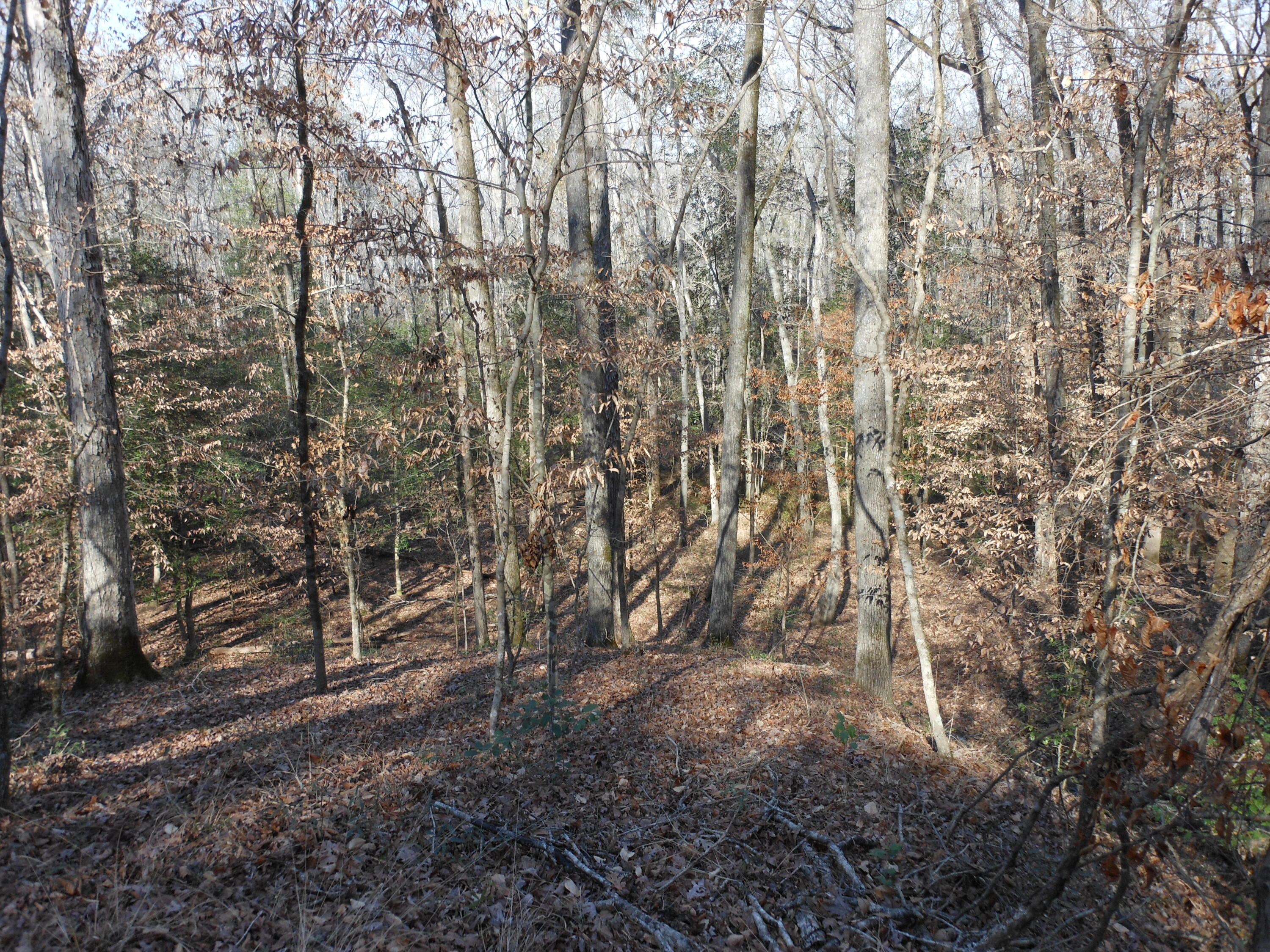 0 Ponderosa Road Waynesboro, GA 30830 - Photo 42 of 45 DSCN0473