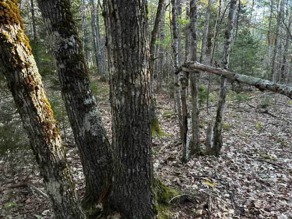 $45,000 | M6-l43 Biscay Road, Bremen, ME 04551
