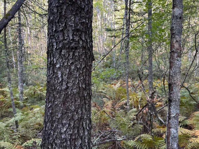 $59,500 | M6-l43 Biscay Road, Bremen, ME 04551