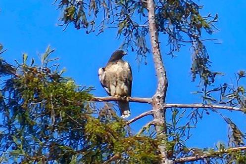30 Ocean View Road Los Gatos, CA 95033 - Photo 34 of 40 front view of a house with a tree