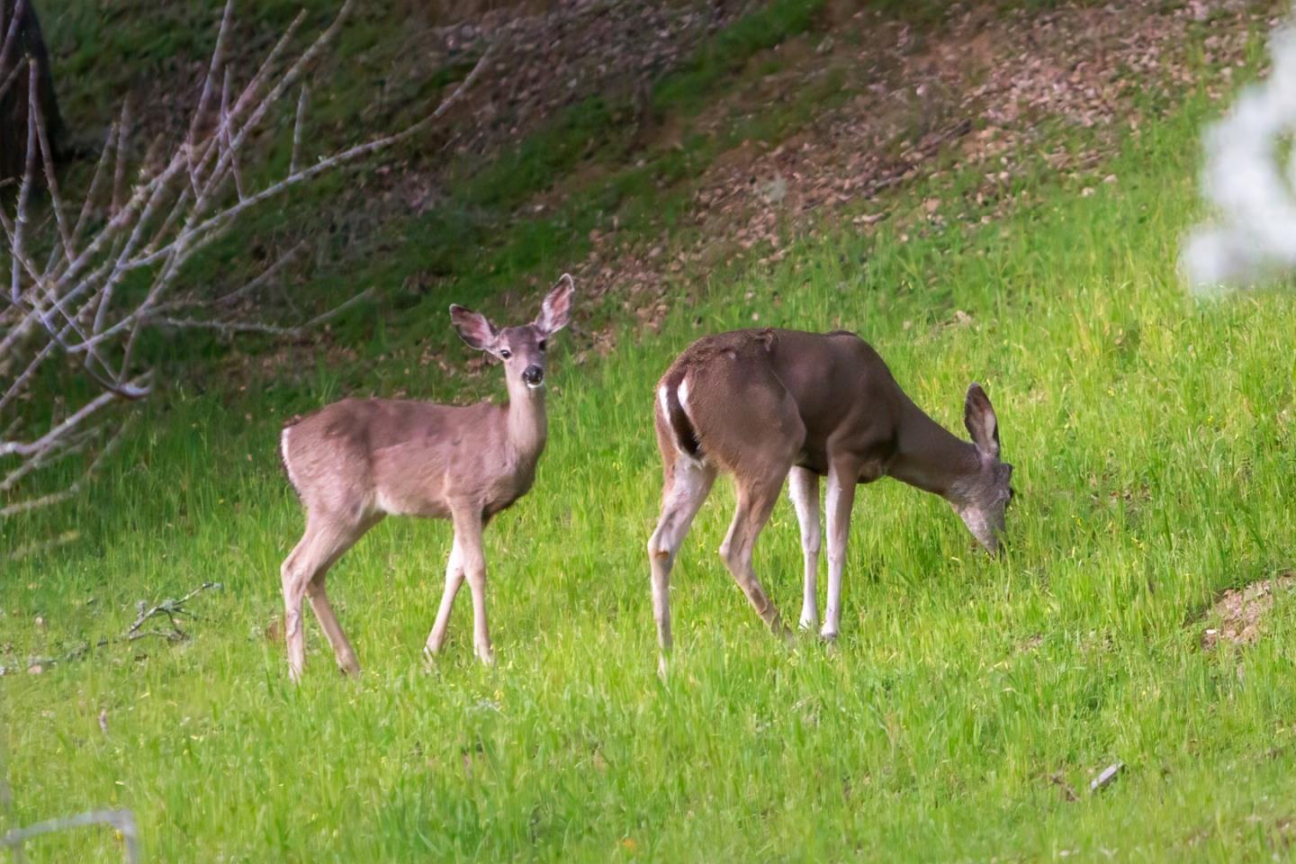 30 Ocean View Road Los Gatos, CA 95033 - Photo 37 of 40 a backyard of a house with table and chairs