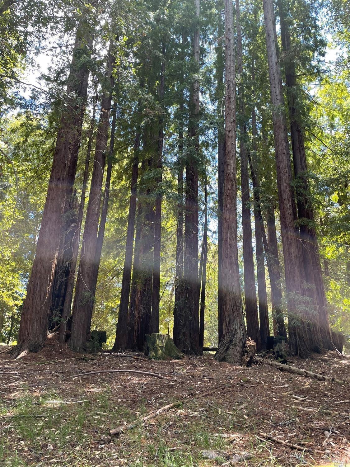 0 Mountain View Road Manchester, CA 95459 - Photo 19 of 40