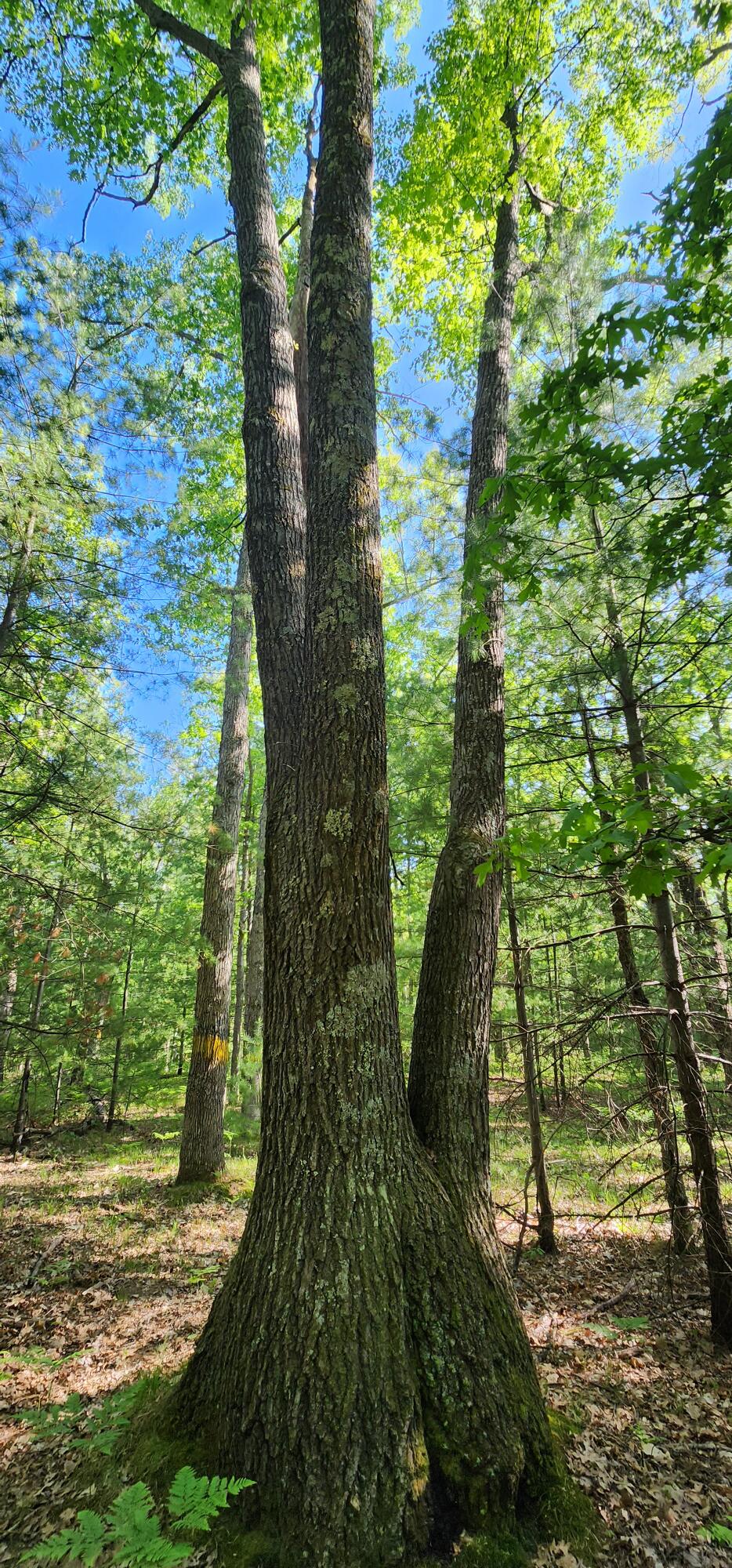 7 Mile Road Irons, MI 49644 - Photo 1 of 14 Property