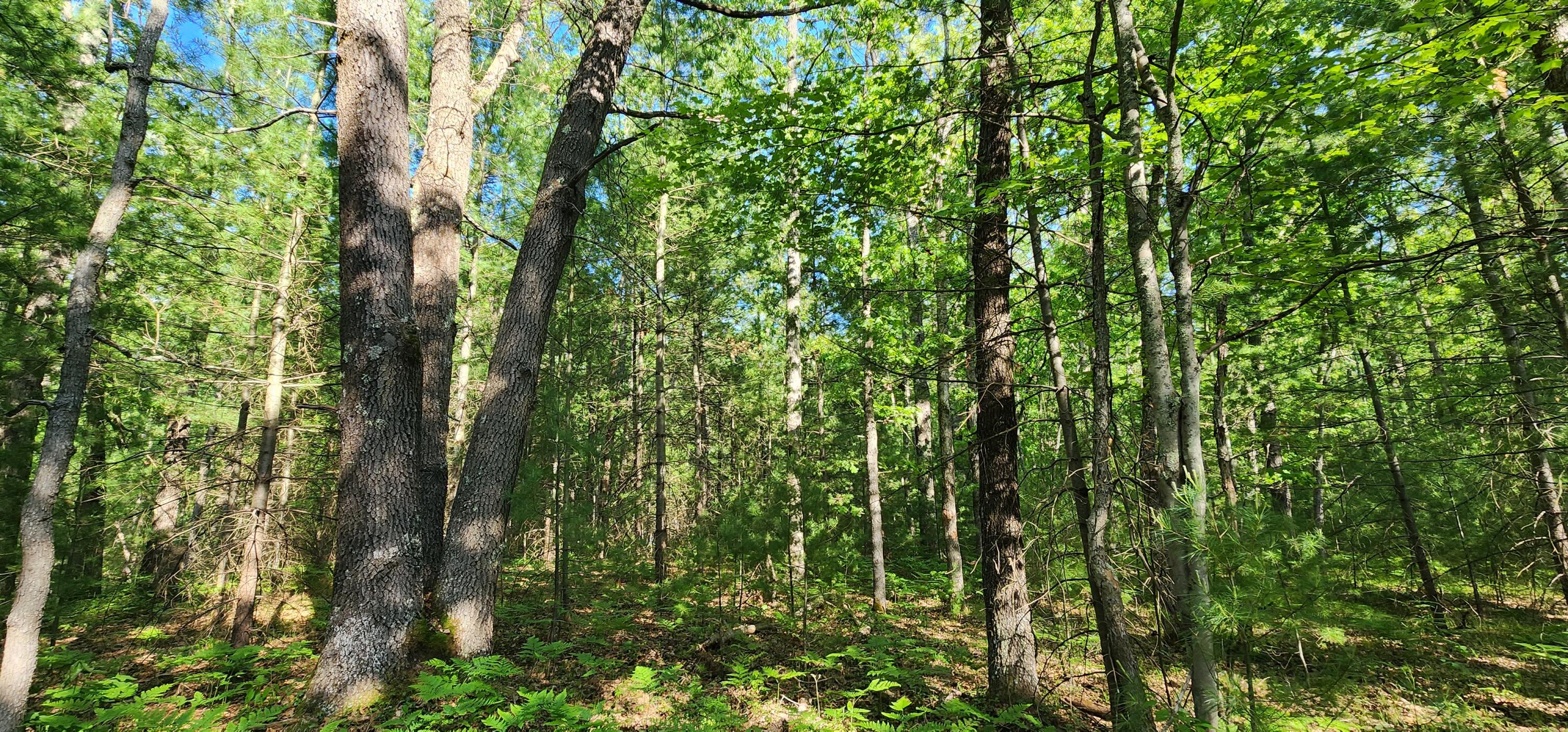 7 Mile Road Irons, MI 49644 - Photo 2 of 14 20230530_175658