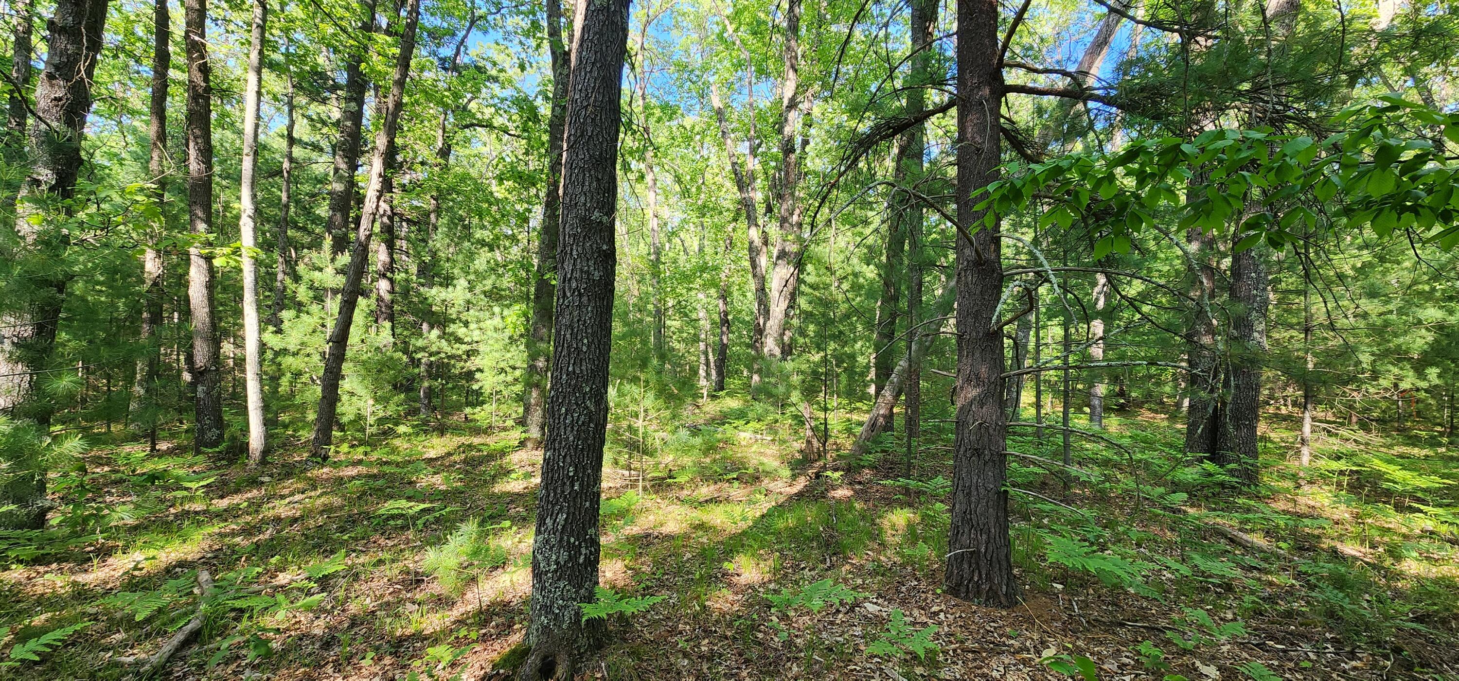 7 Mile Road Irons, MI 49644 - Photo 3 of 14 20230530_175237